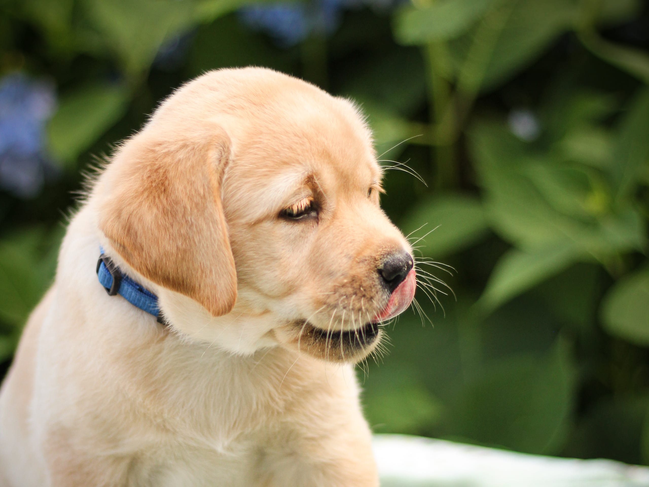 Labrador retriever · Svärtinge · Blankgölens kennel