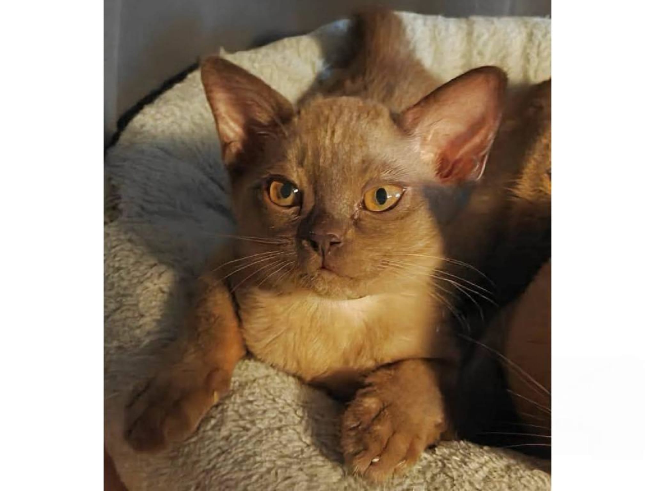Burma (Sacred Birman) · Hjärup · S*Piapizzi's