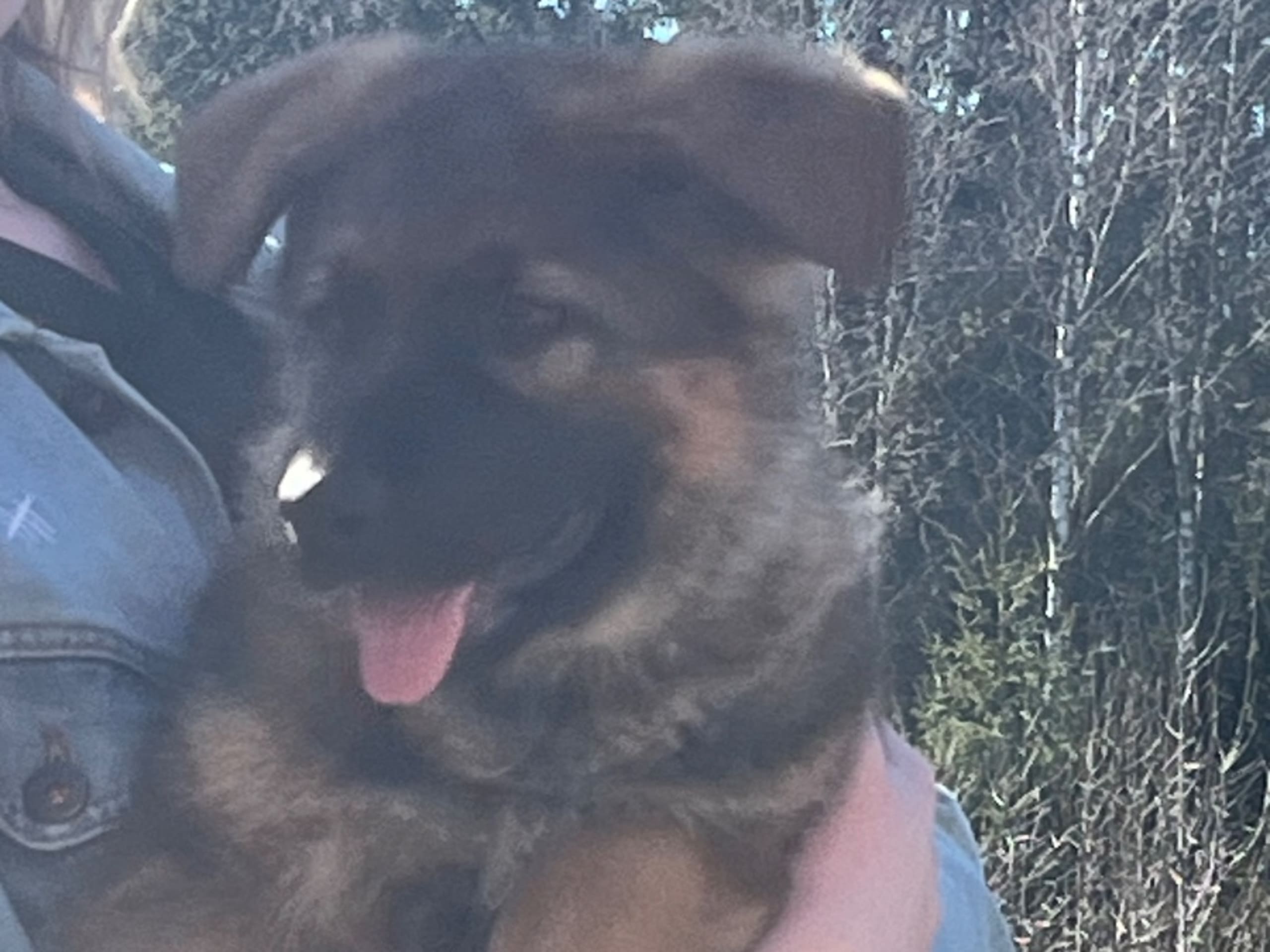 Tysk Schäferhund · Lyrestad · Gillzon