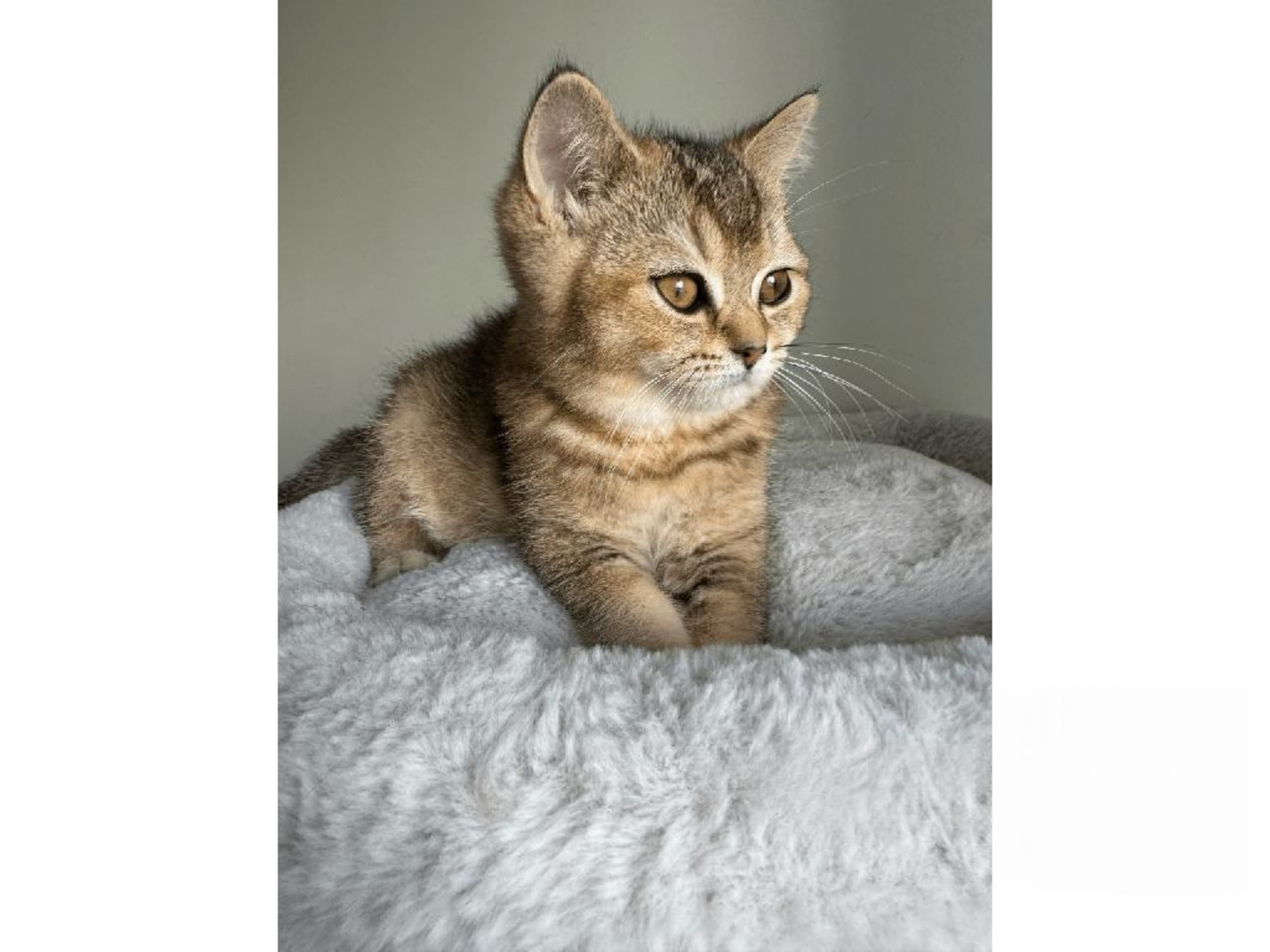 British Shorthair · Skövde · SE*Britessa