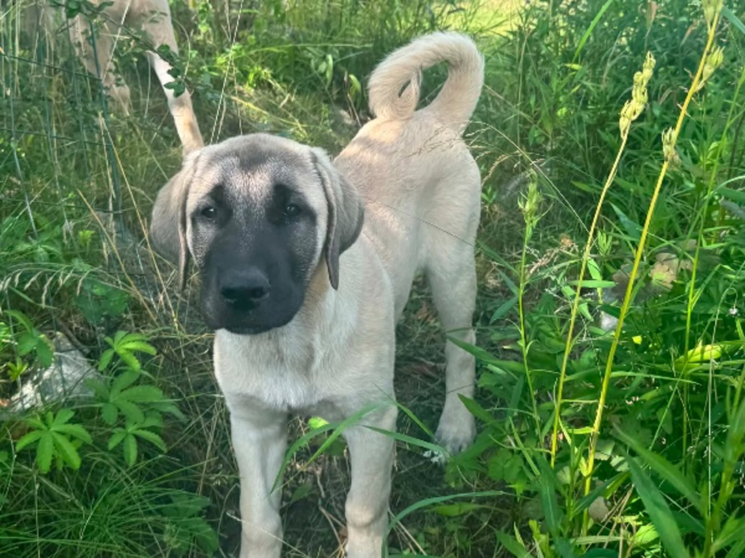 Kangal Shepherd Dog · Skurup · Lindbyhill