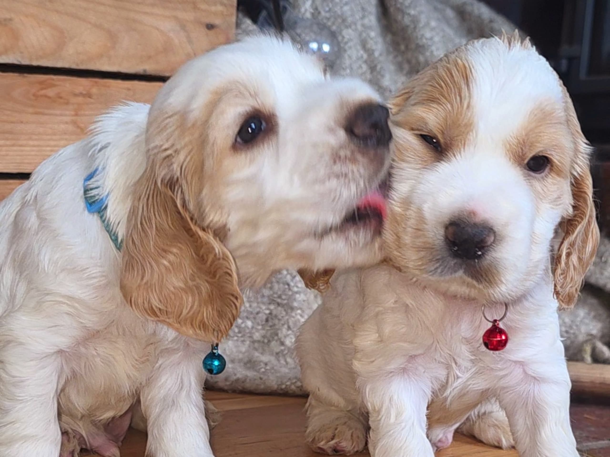 Cocker Spaniel · Södertälje · Savanah B.