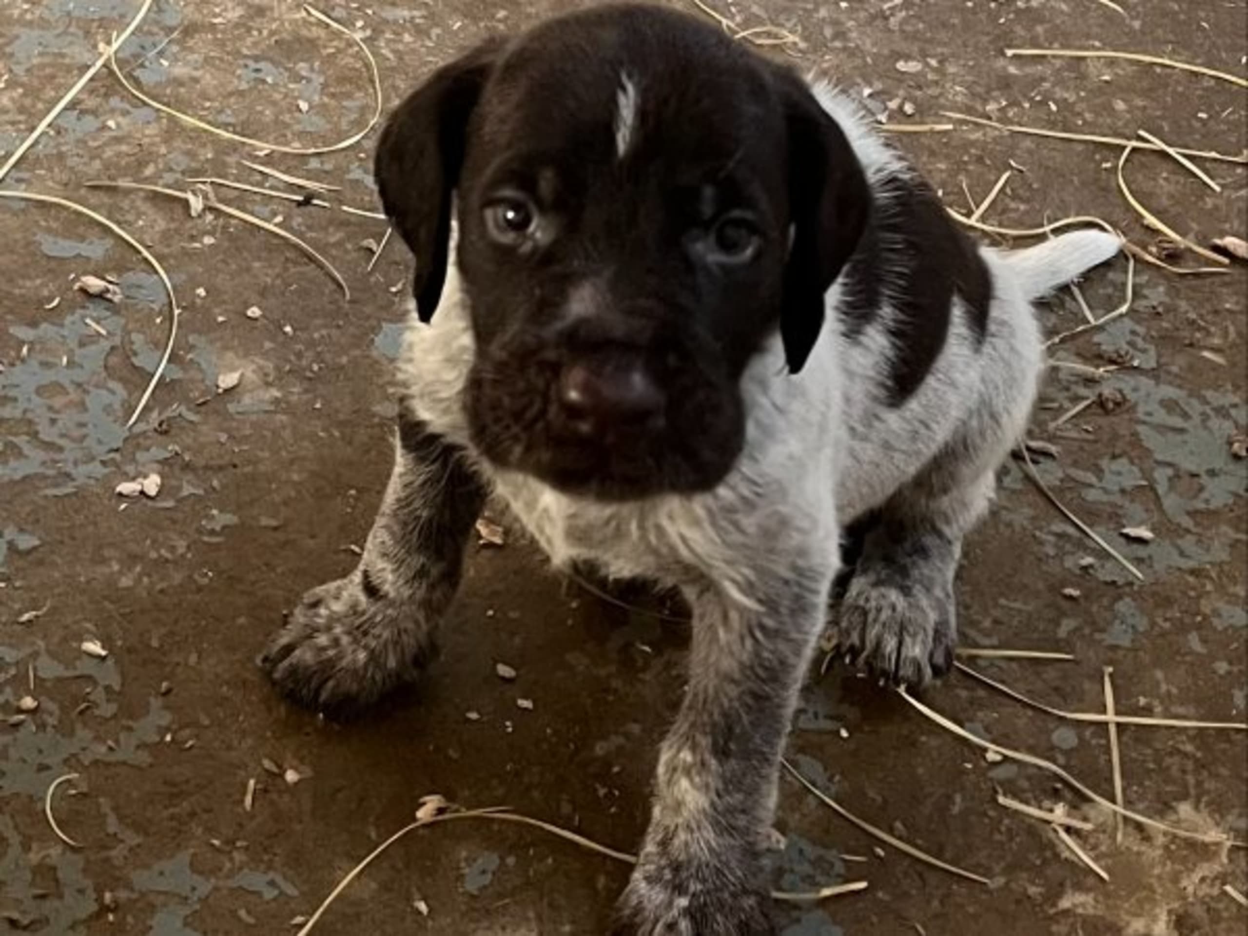 German Shorthaired Pointer (Vorsteh) · Smedstorp · Sub Terram