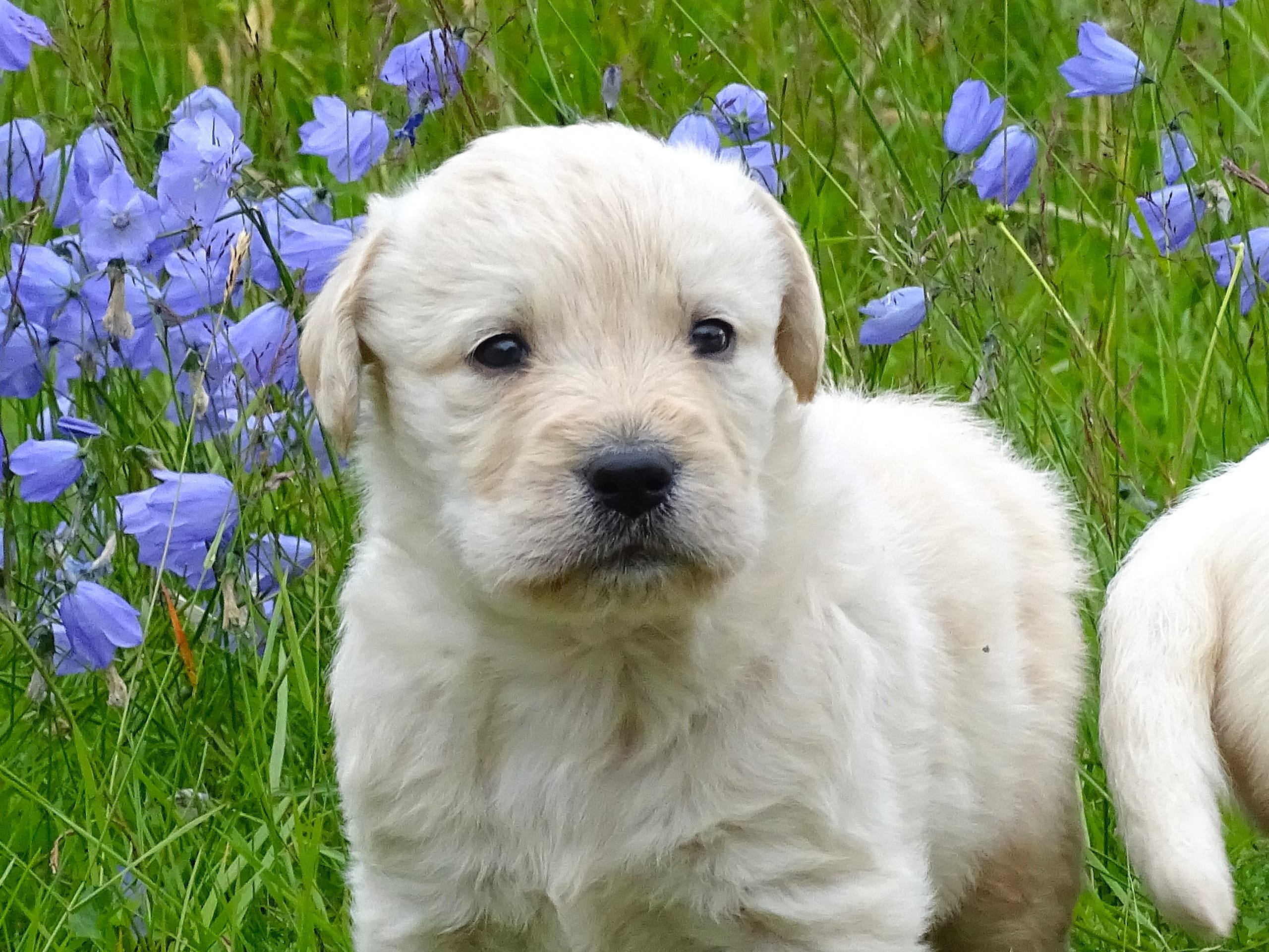 Labradoodle · överkalix · Humlehjarta