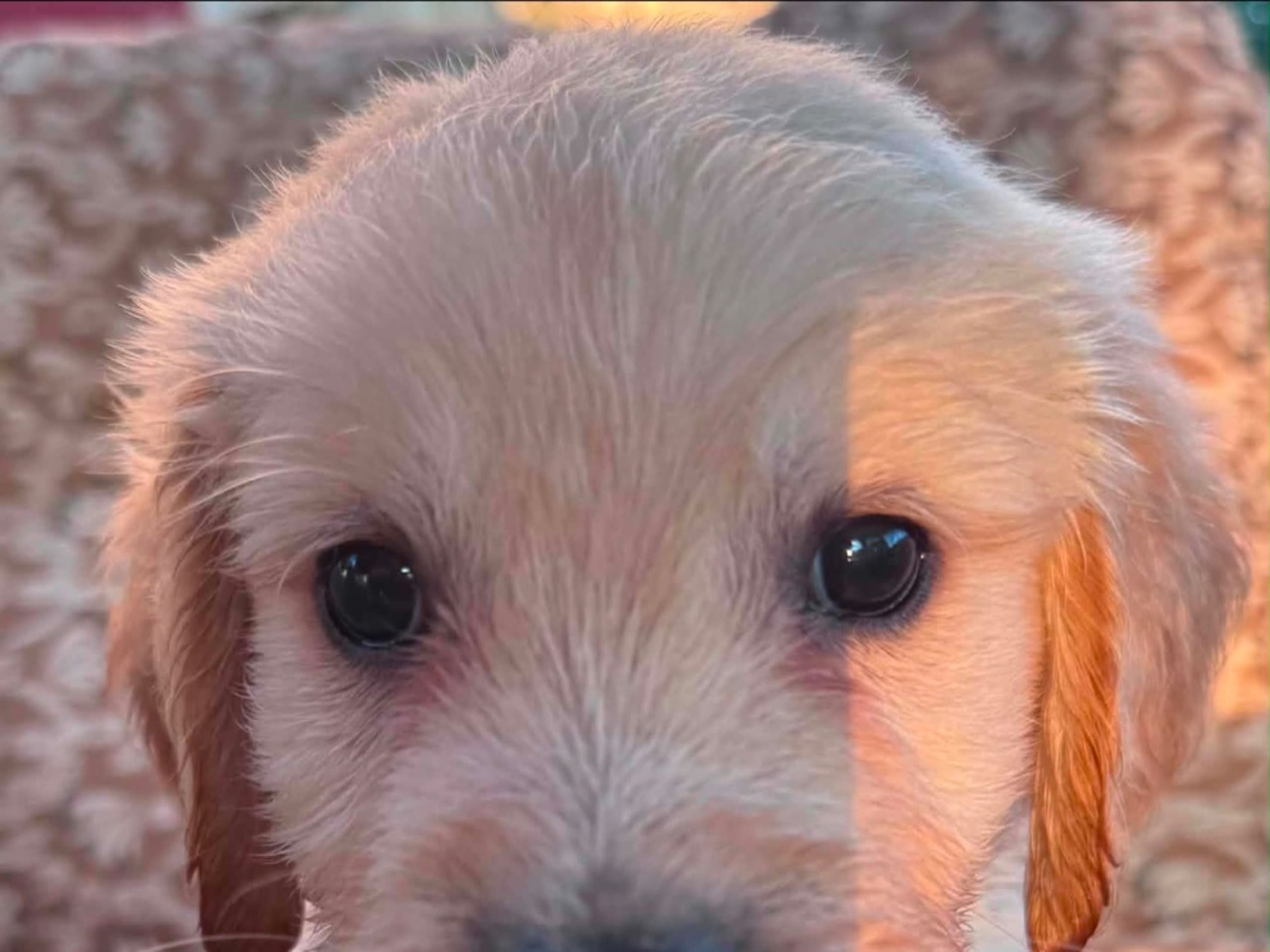 Golden retriever · Hökerum · Bellabus