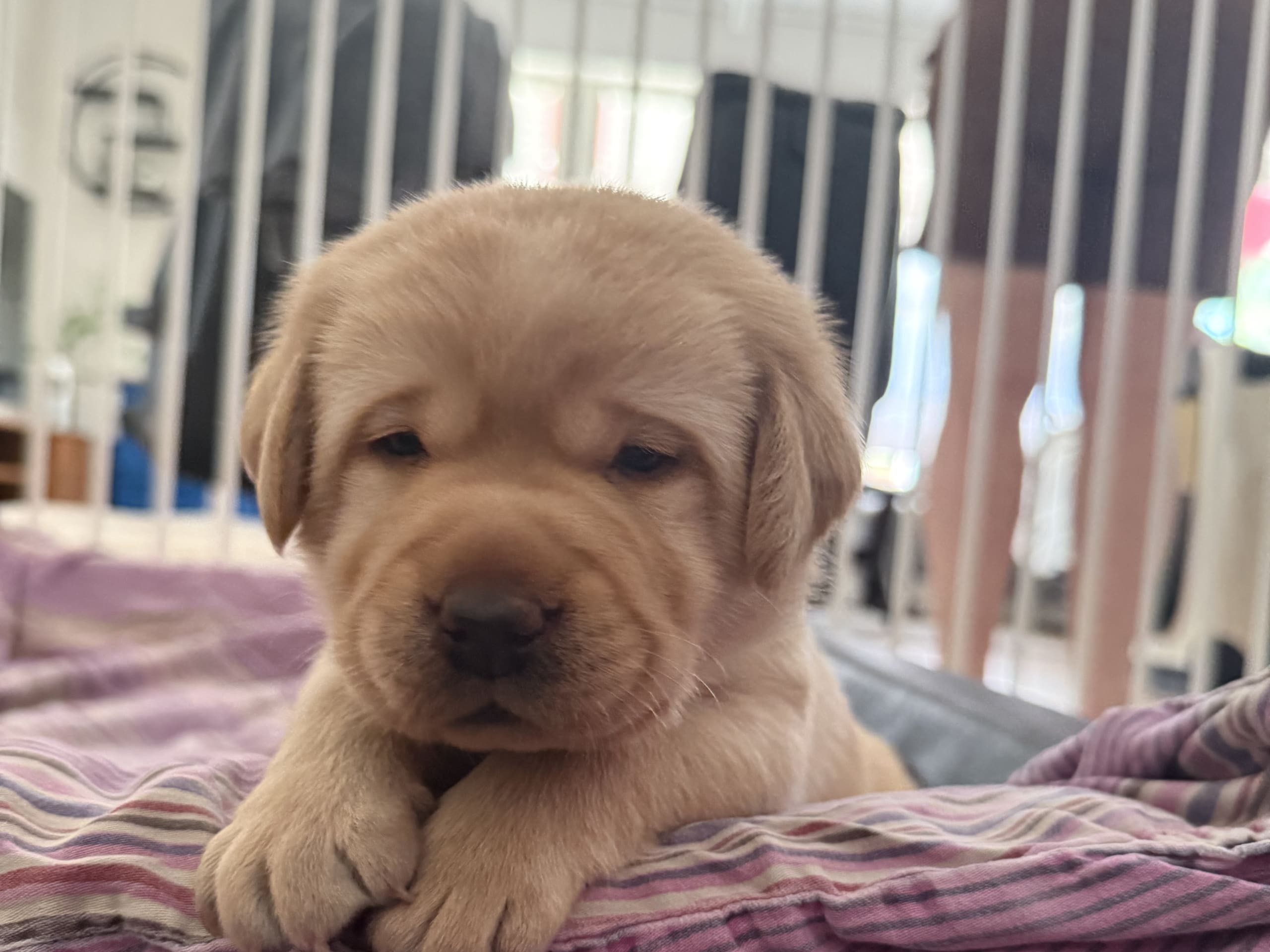 Labrador Retriever · Svärtinge · Blankgölens kennel