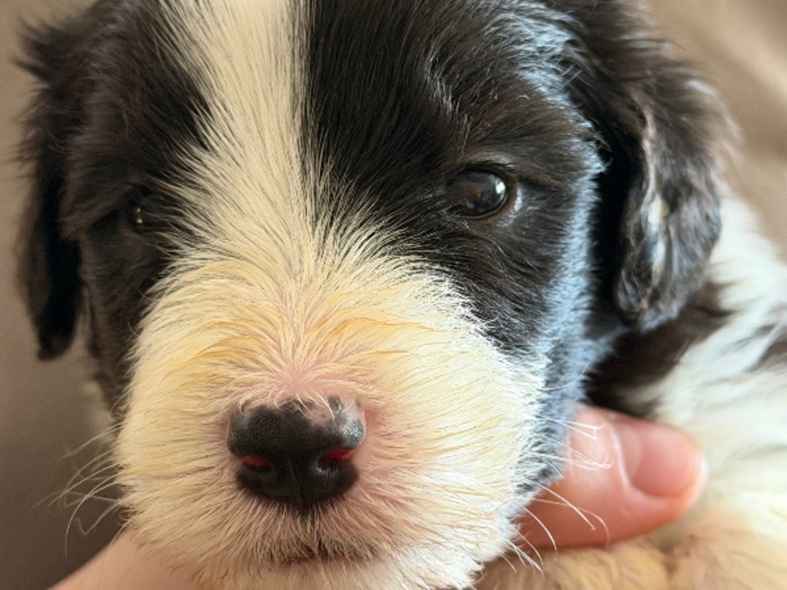 Bearded Collie · Hammarö · Hillbacka
