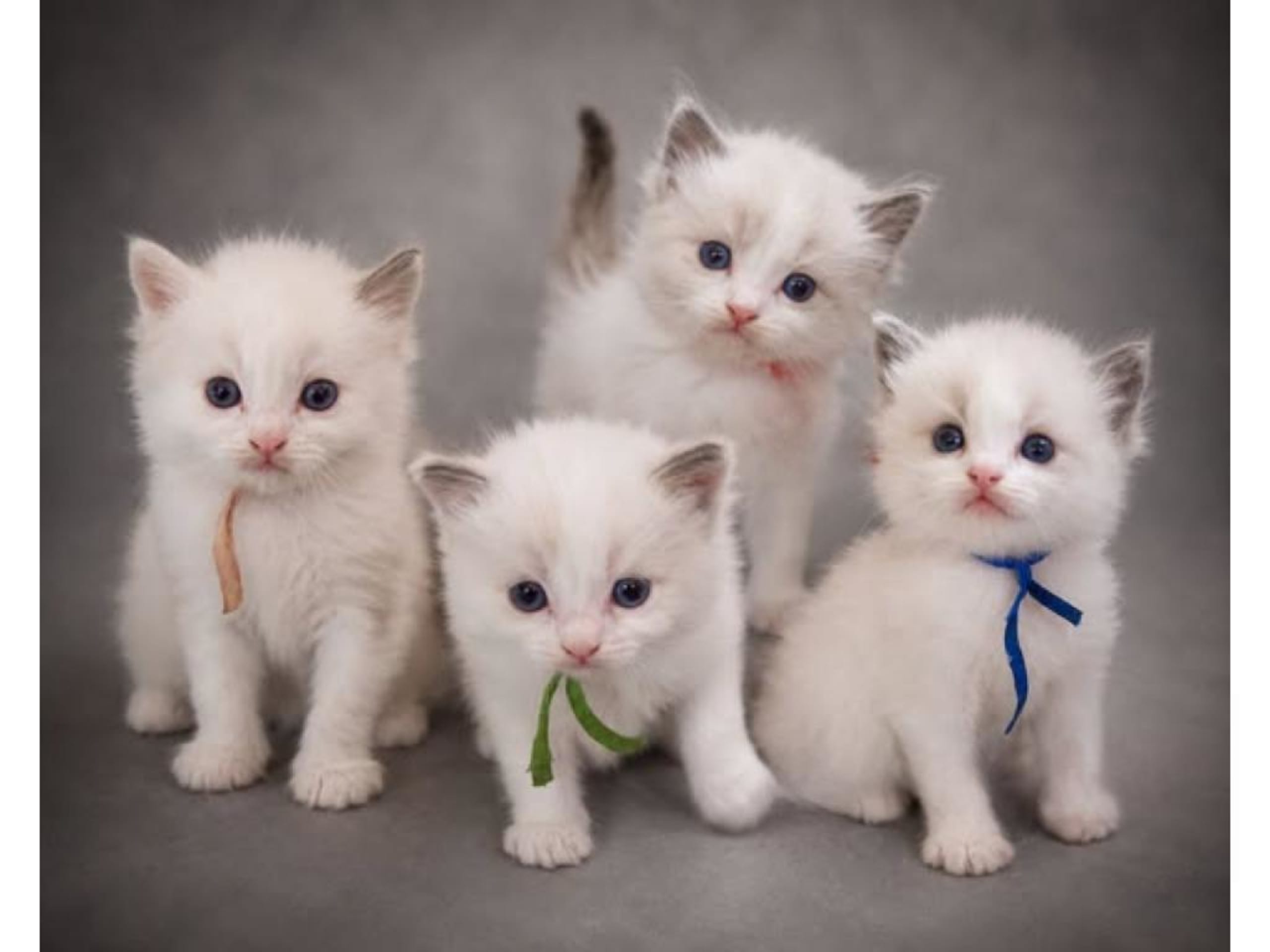 Ragdoll · Lillhärdal · SE*Elliegårdens