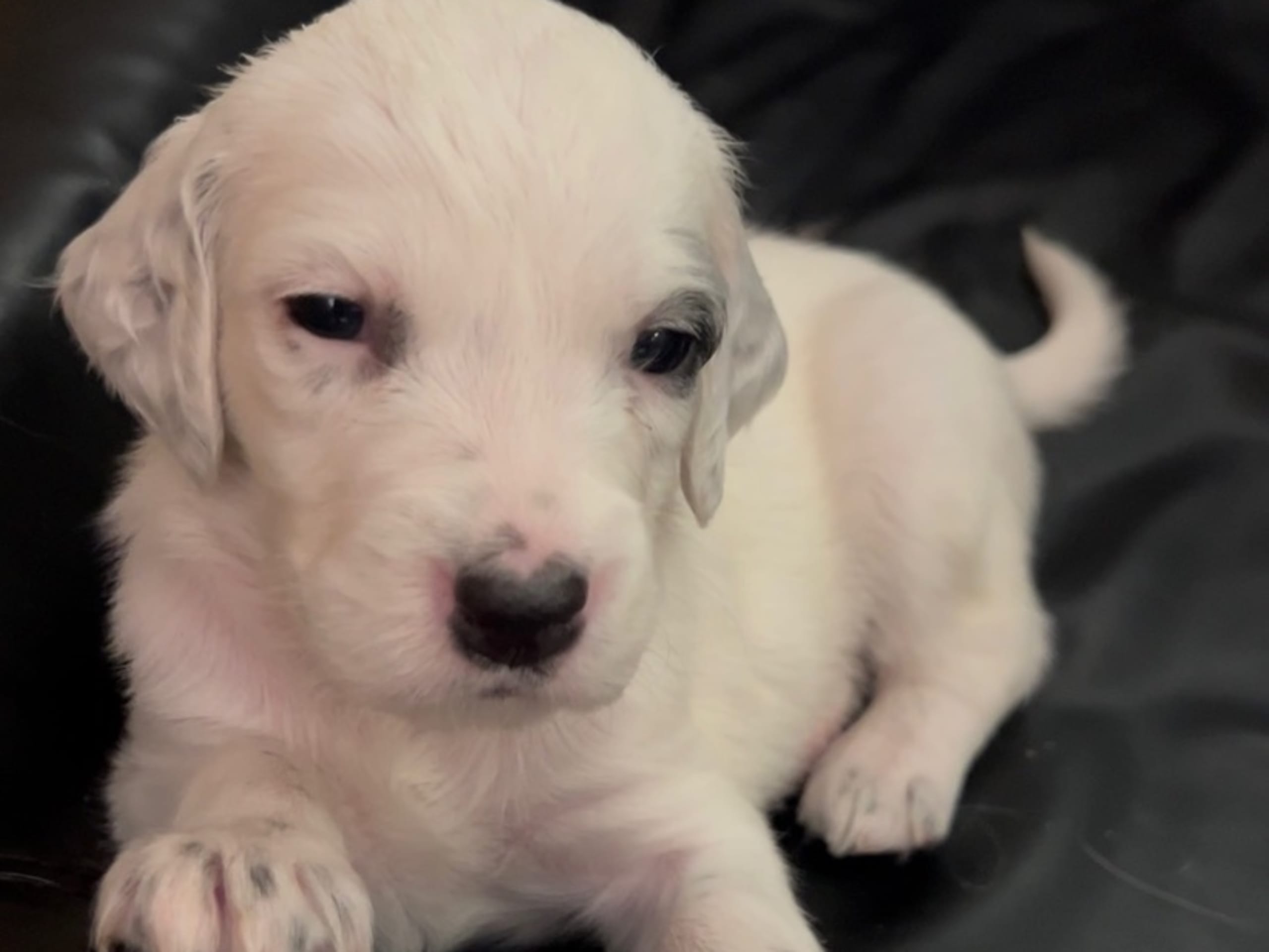 English Setter · Gnesta · Peter Af Uhr