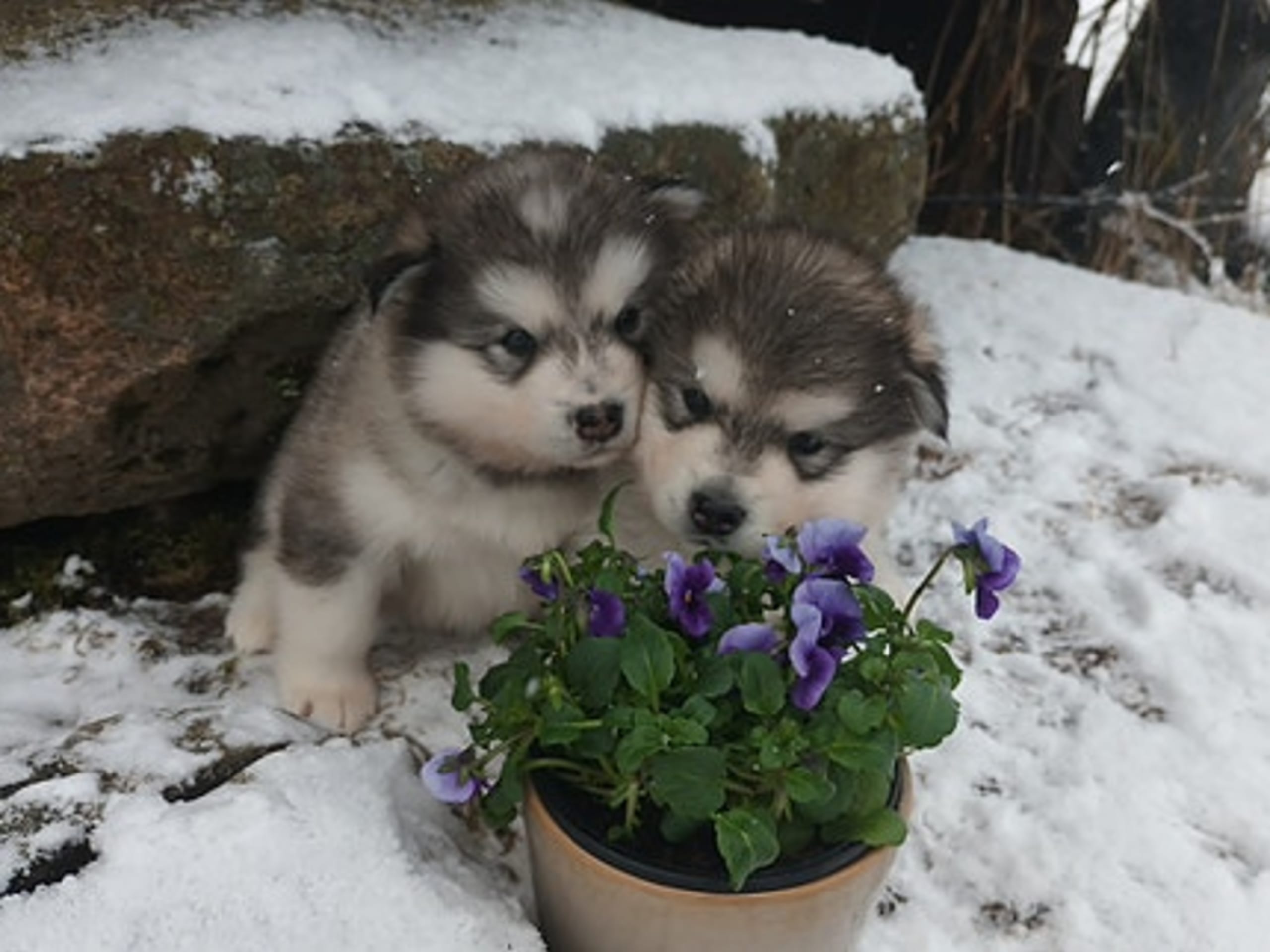 Alaskan malamute · Seljord · Kennel Kitchaq