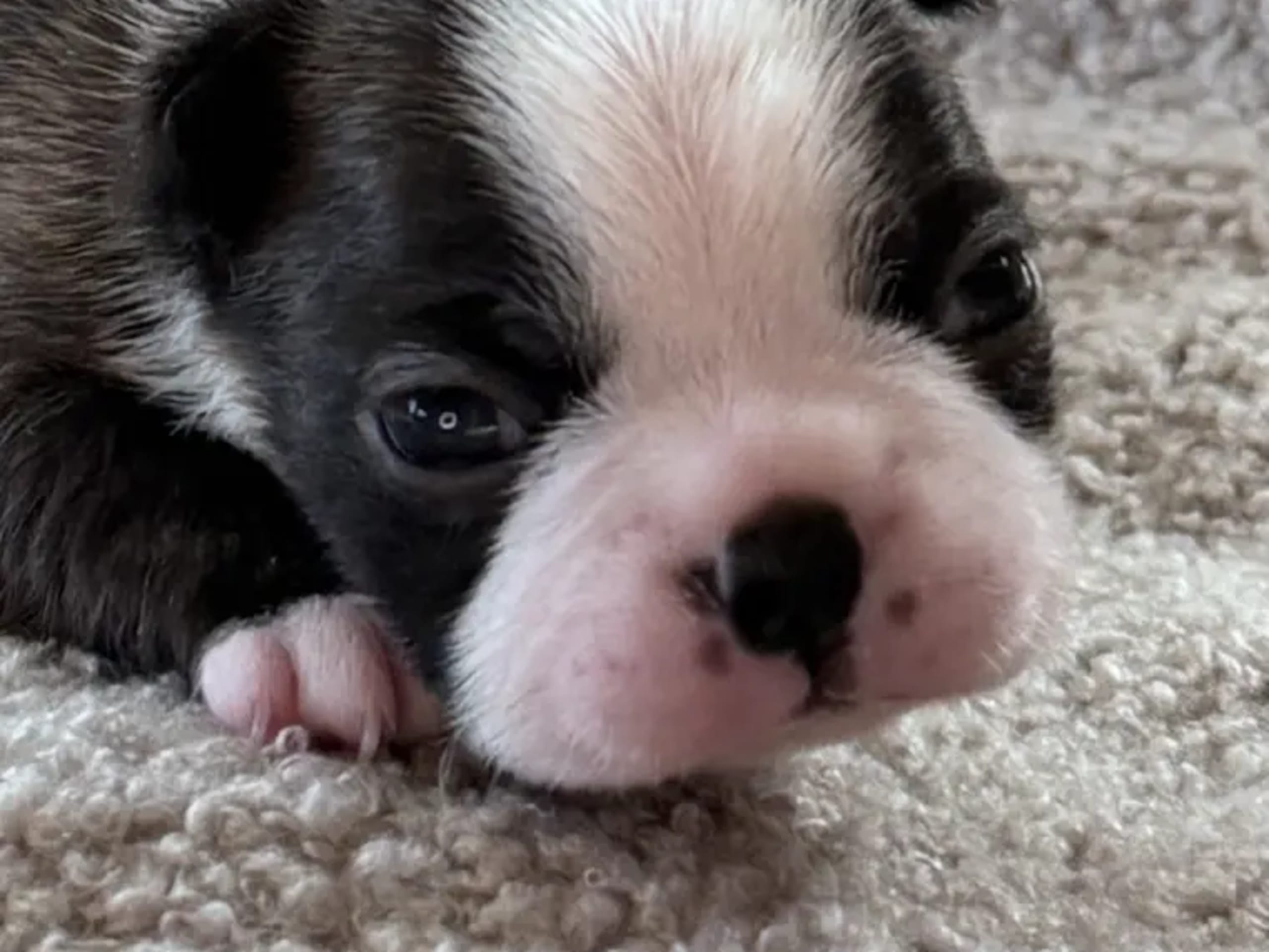 Boston terrier · Klæbu · Marianne Arntzen