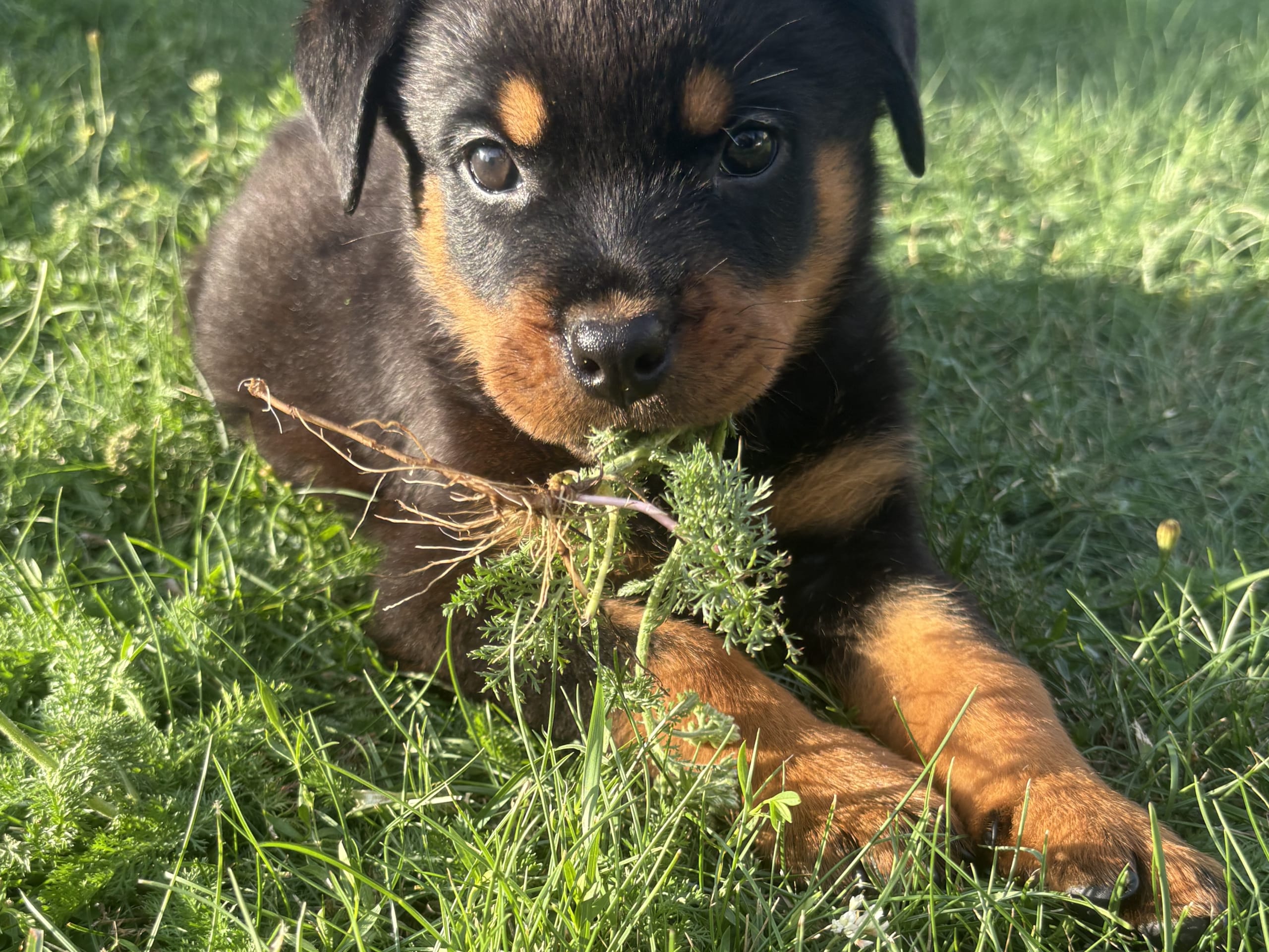 Rottweiler · Karlskoga · Lisabeta M.