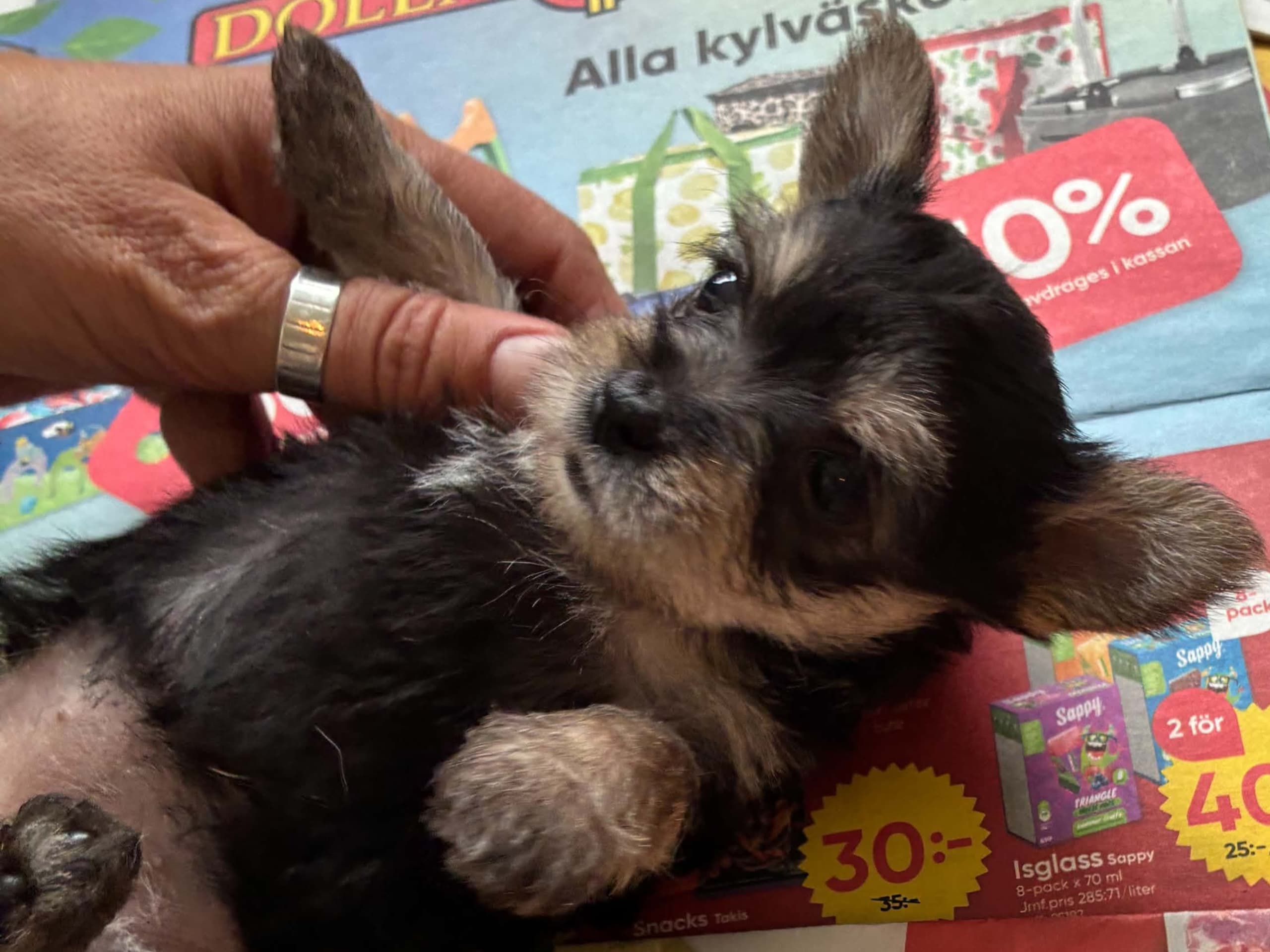 Chorkie · Skärholmen · DochD
