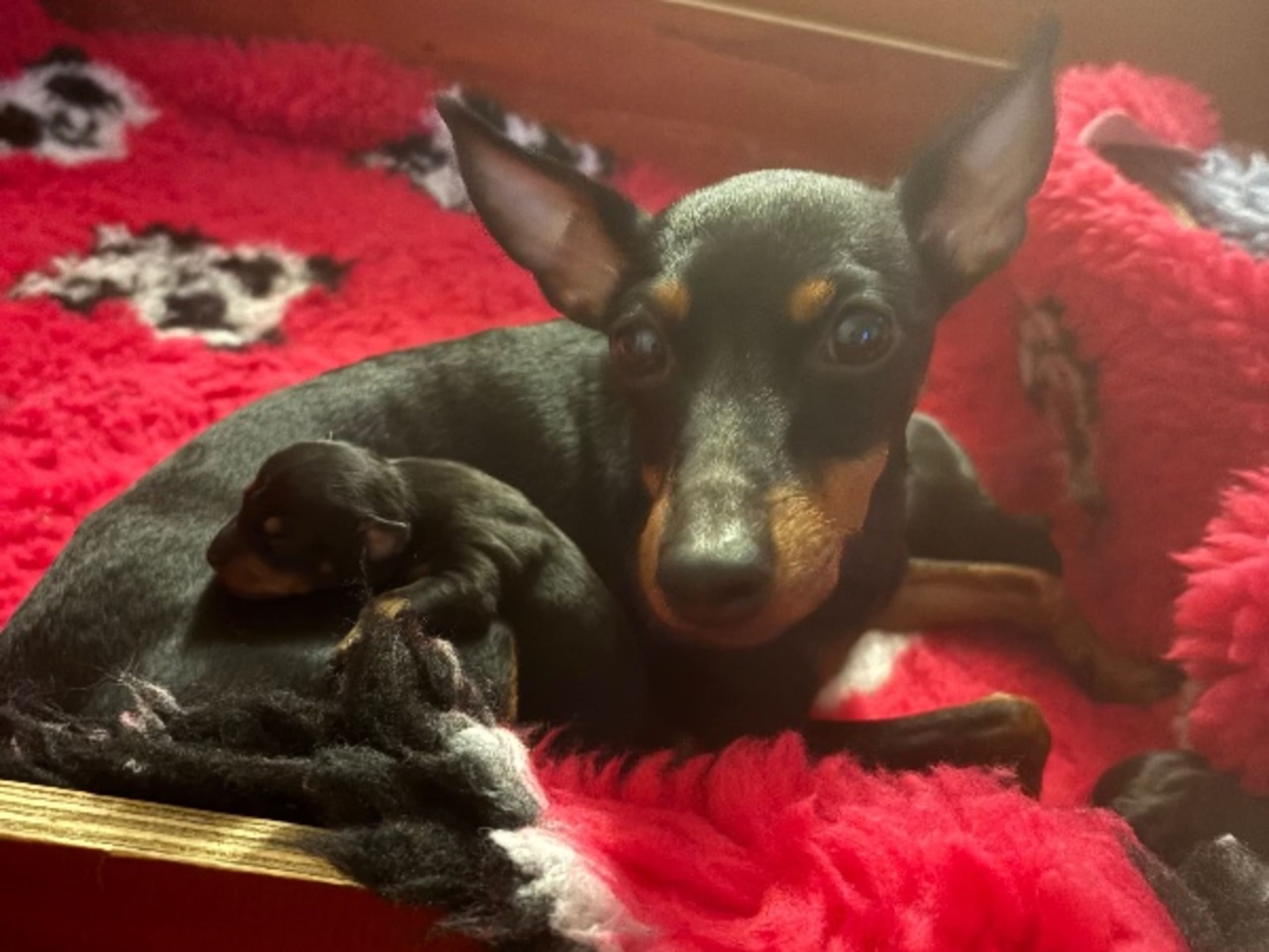 English Toy Terrier · Luleå · Snowfly's