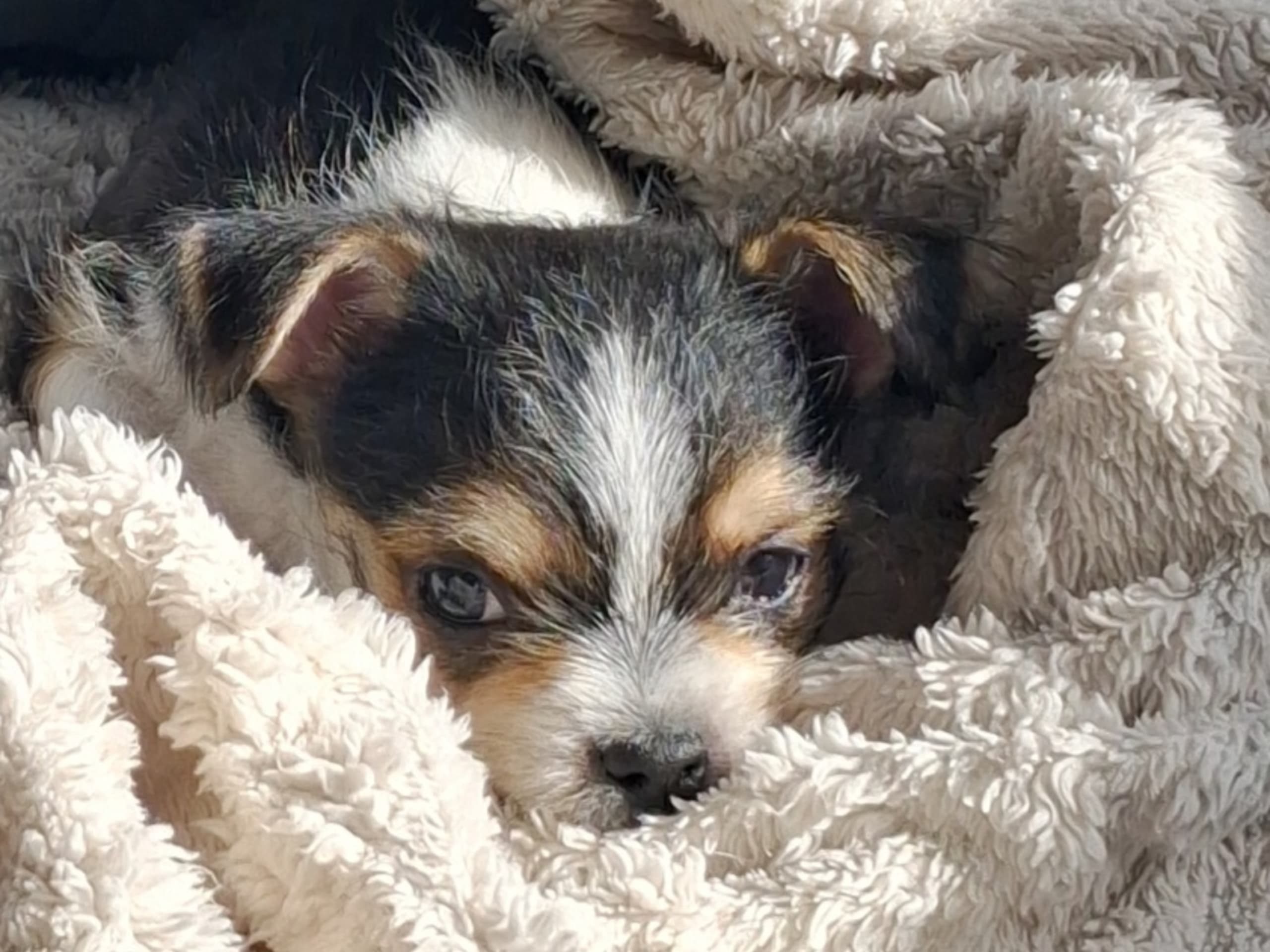 Yorkie malteser shi tzu og chih blanding · Hønefoss · Linda Regine Hauge S.