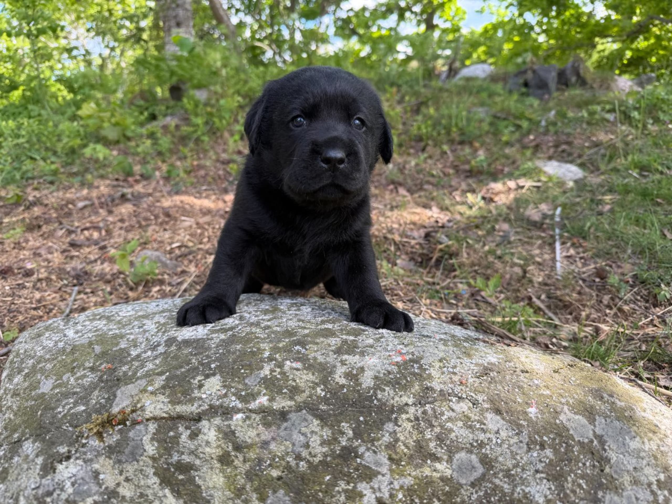 Labrador retriever · Värmdö · Kennel Eyegrip’s