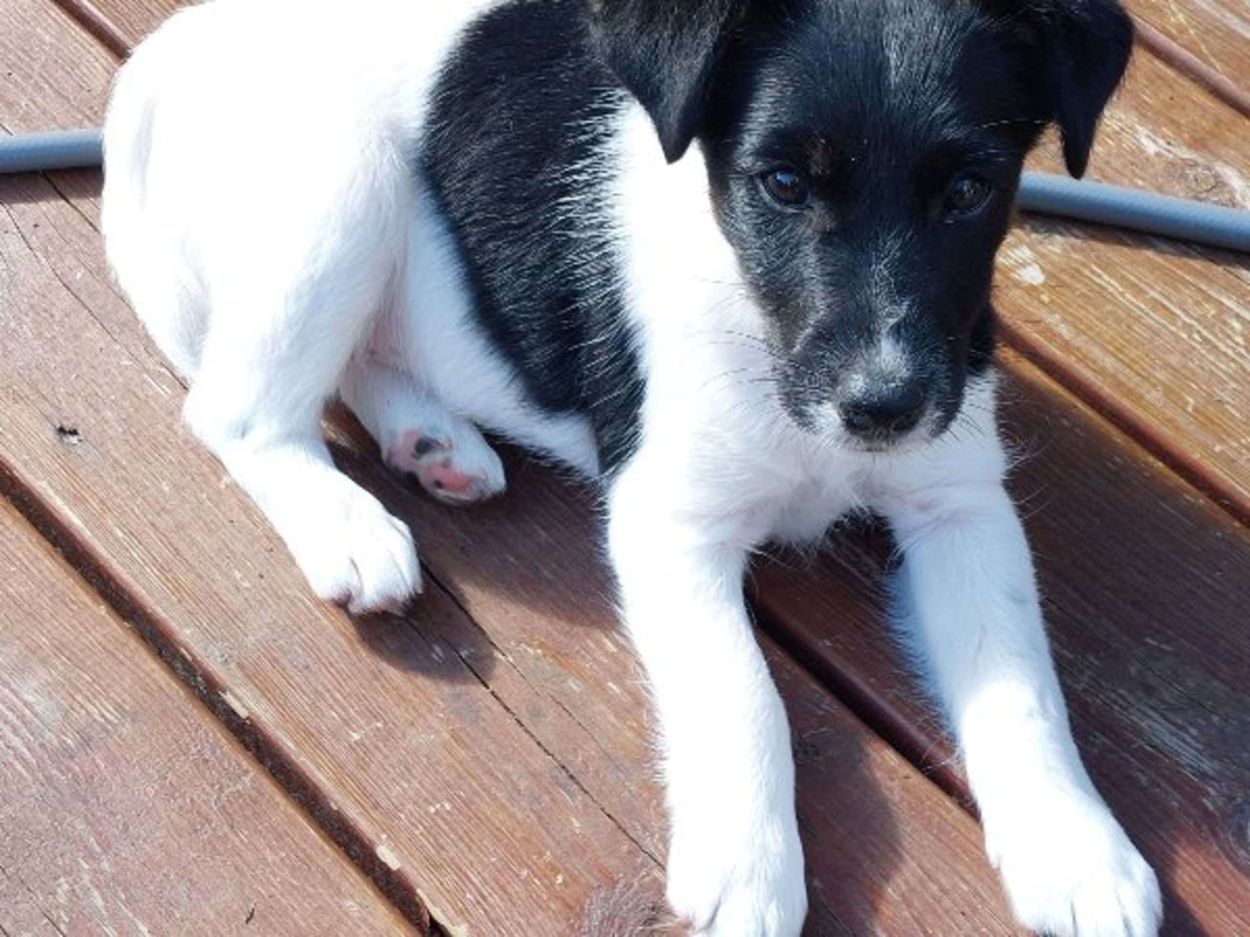 Glatfoxterrier · Sundsvall · Kennel Stream Islands