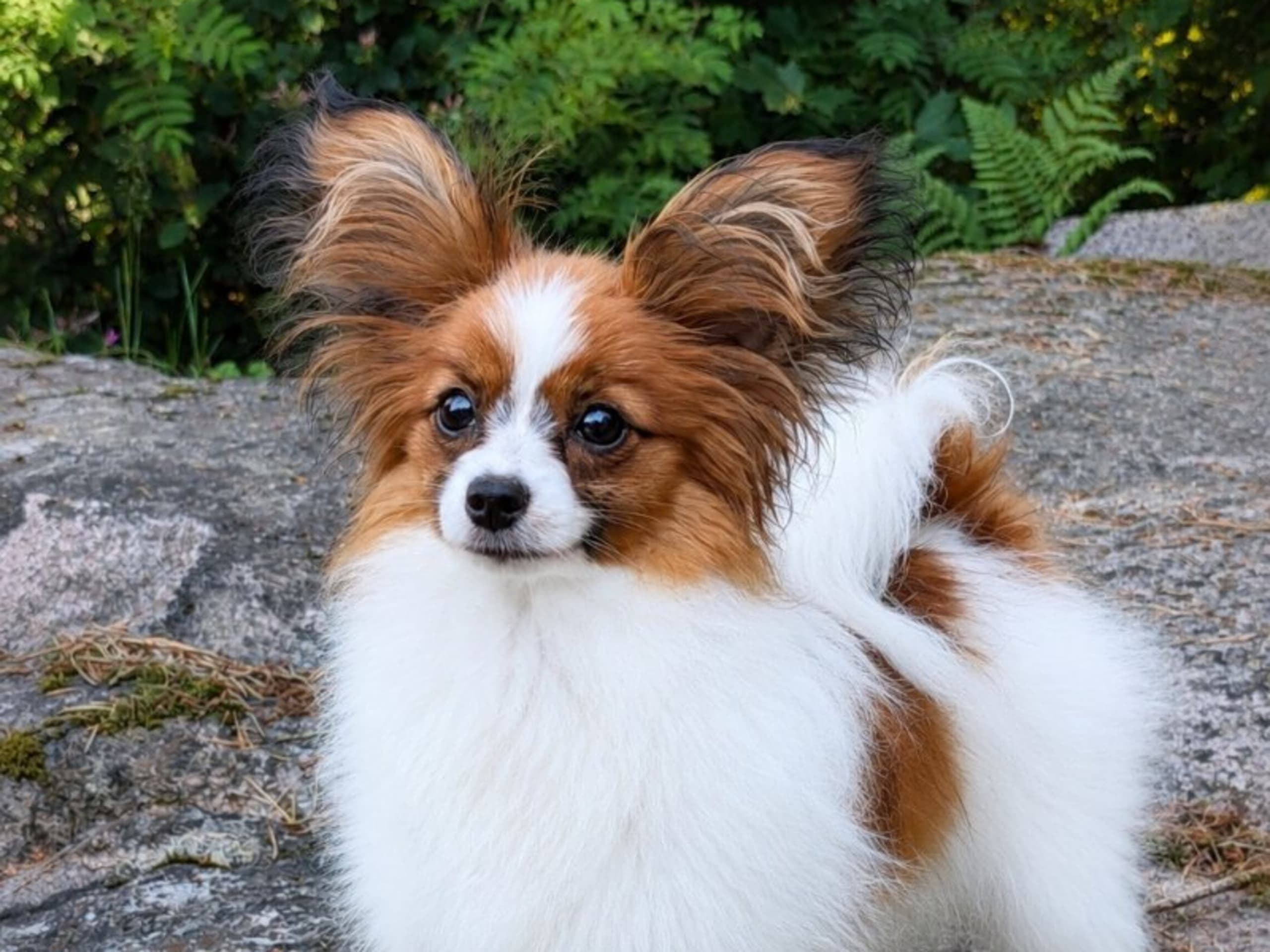 Papillon · Järfälla · Chadyline