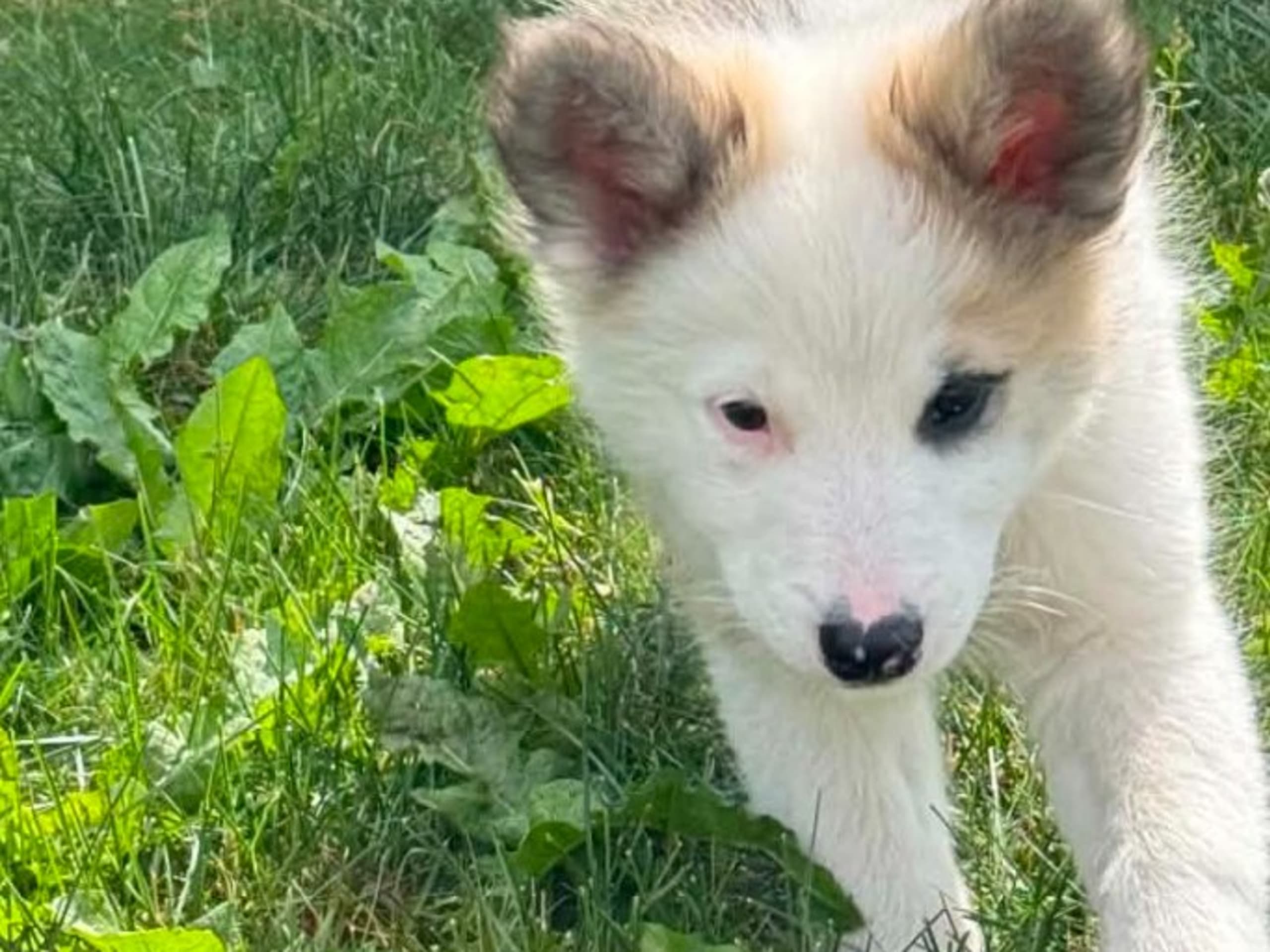 Icelandic Sheepdog · Grillby · Team Marmic Dreams