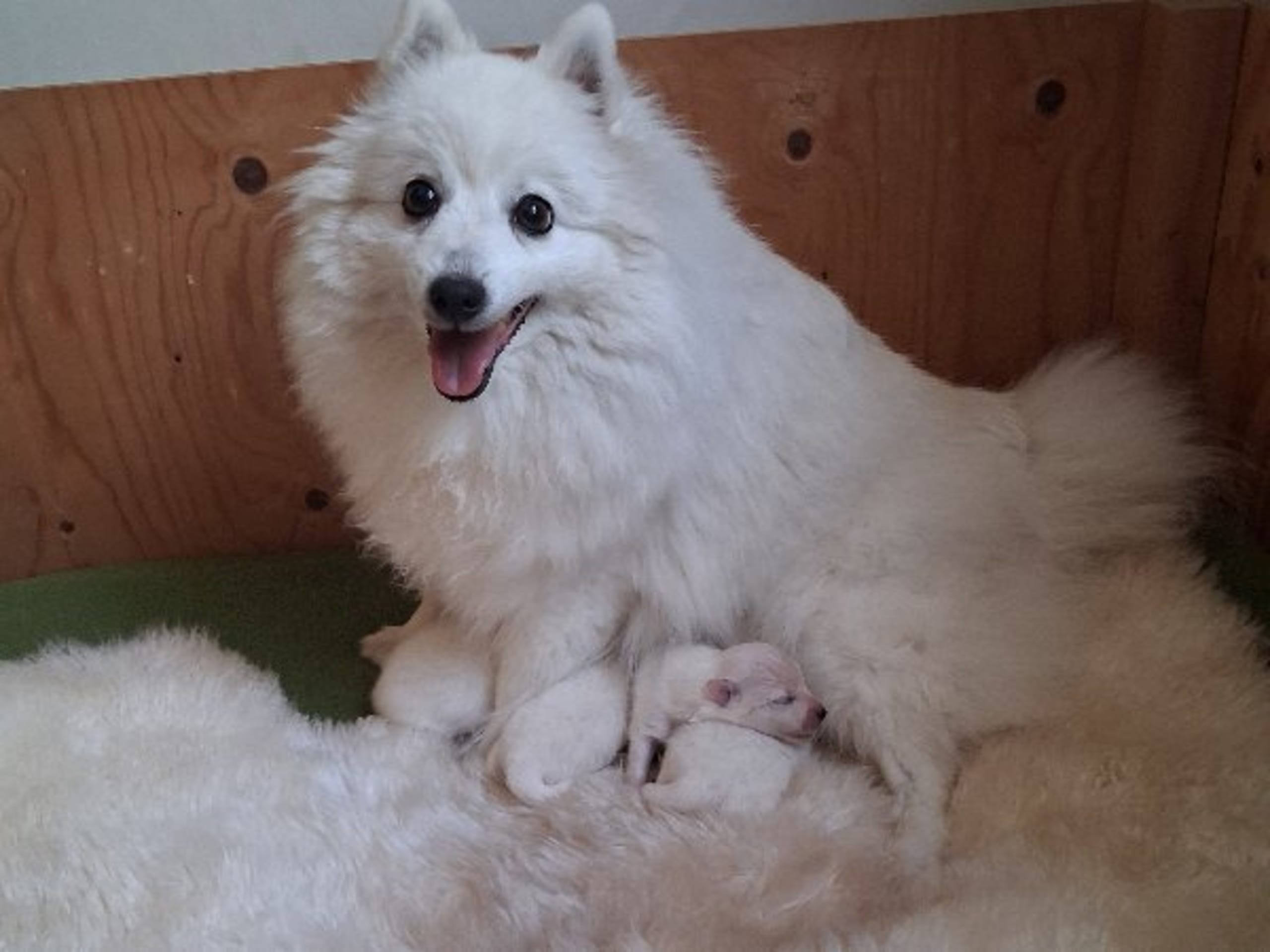 Japanese Spitz · Kristdala · Kennel Alegros