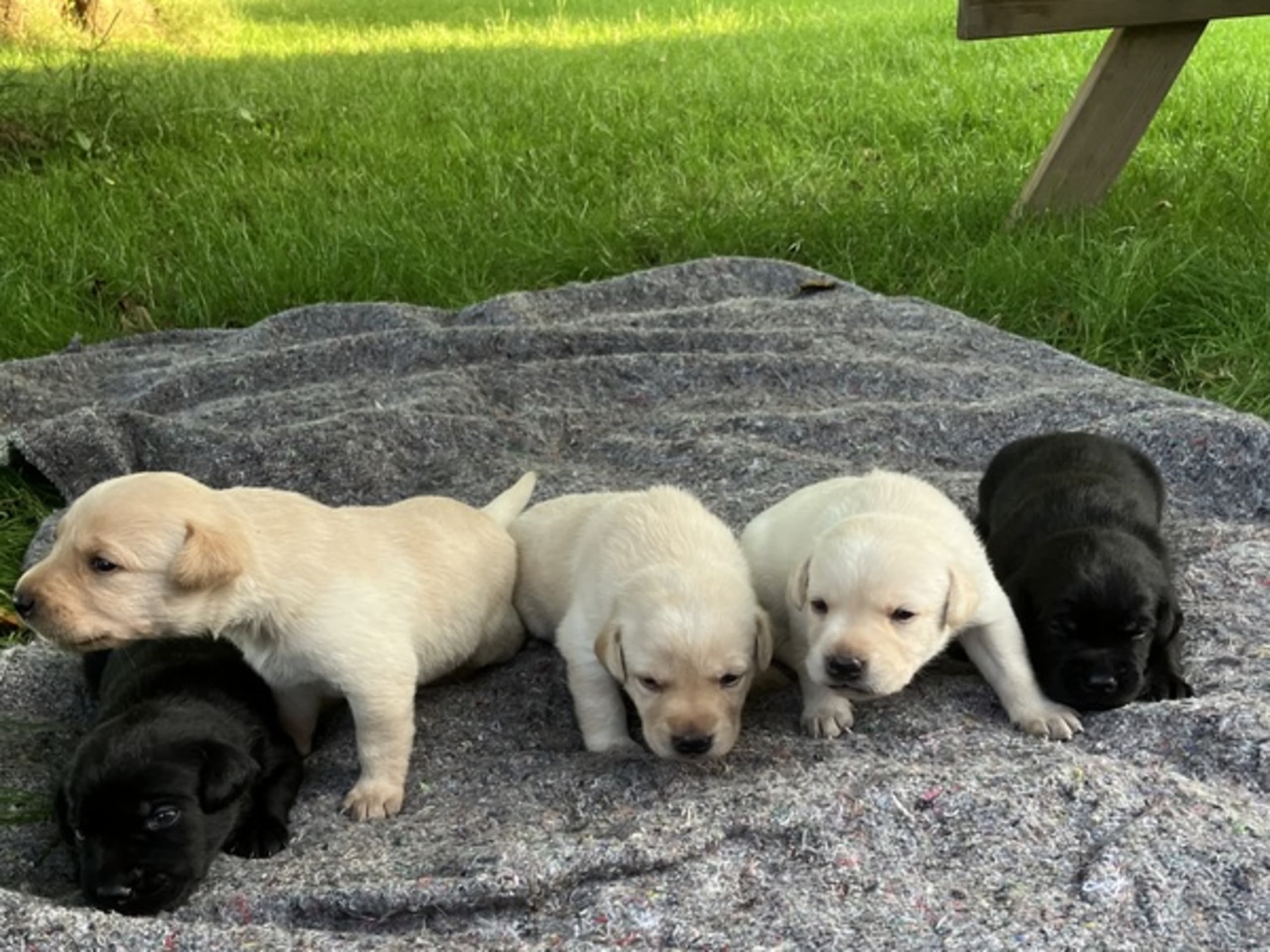 Labrador retriever · Vester Skerninge · Hans Dahl
