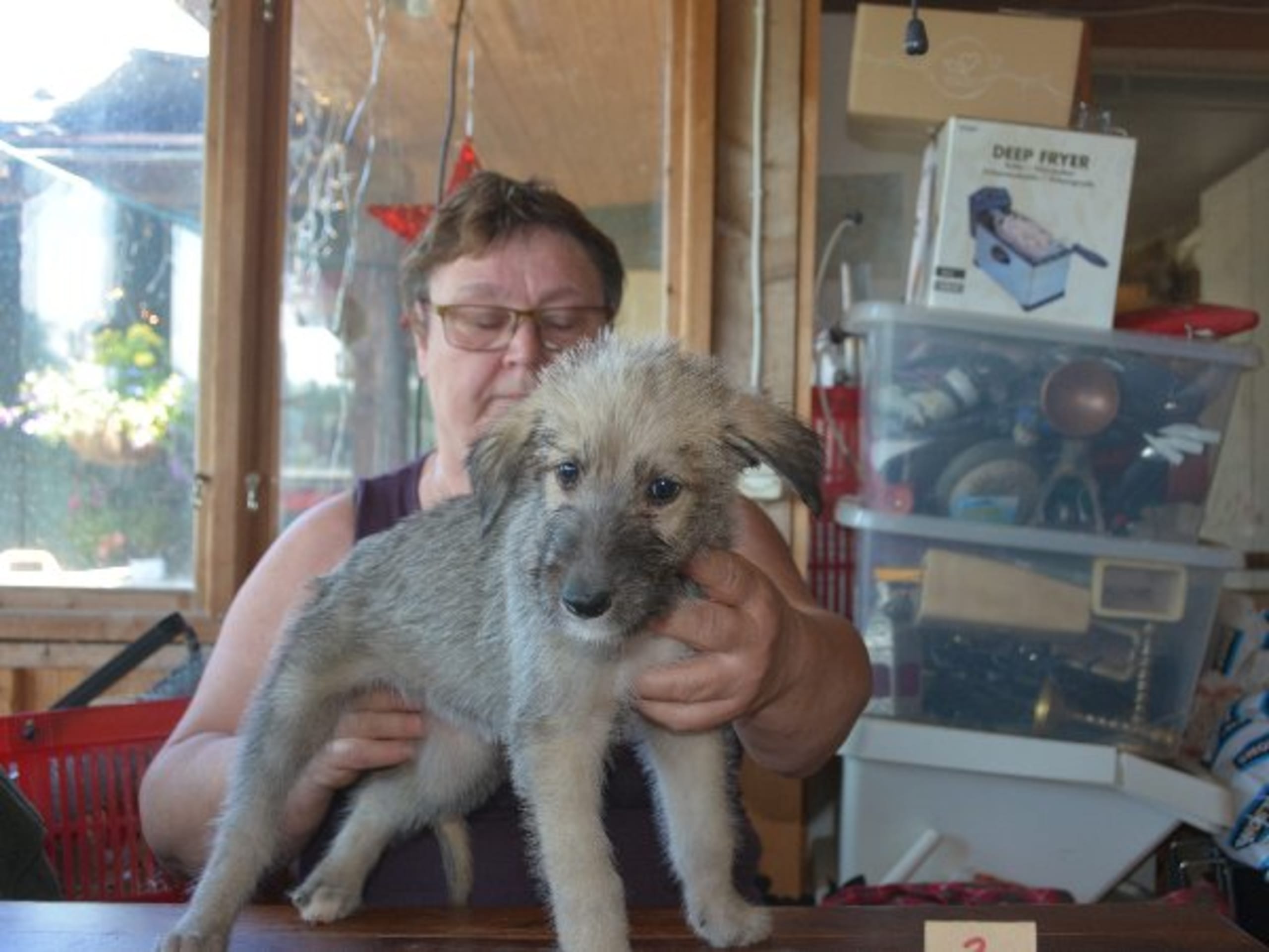 Irish Wolfhound · Stora Levene · Åkerö's