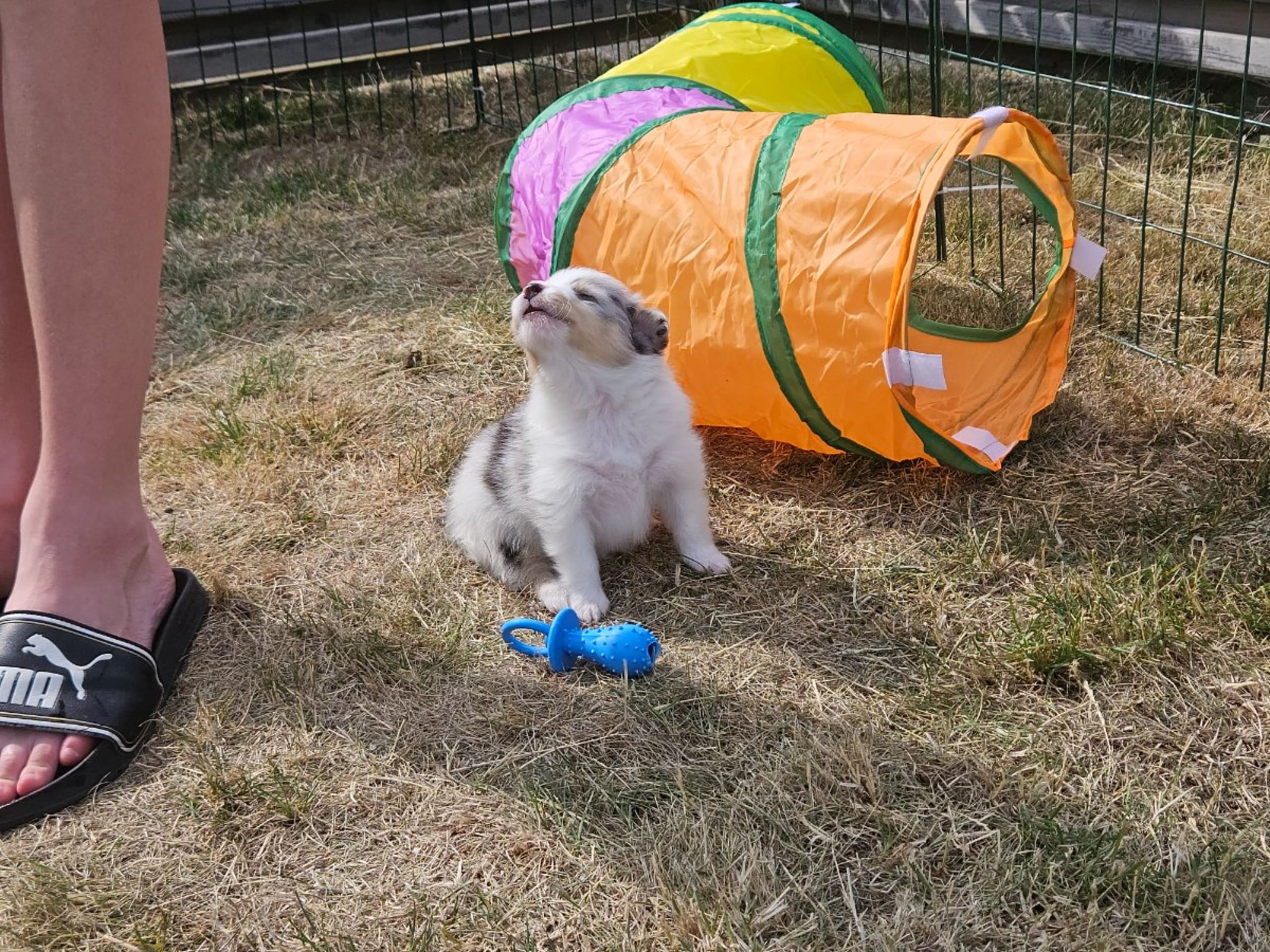 Shetland Sheepdog · Staffanstorp · Therese Williamsdotter
