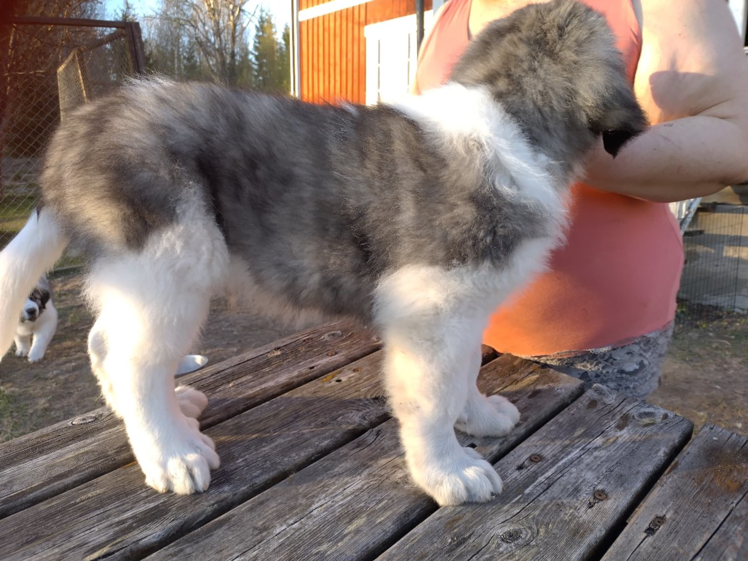 Pyrenean Mastiff · Grängesberg · Dulanilo's