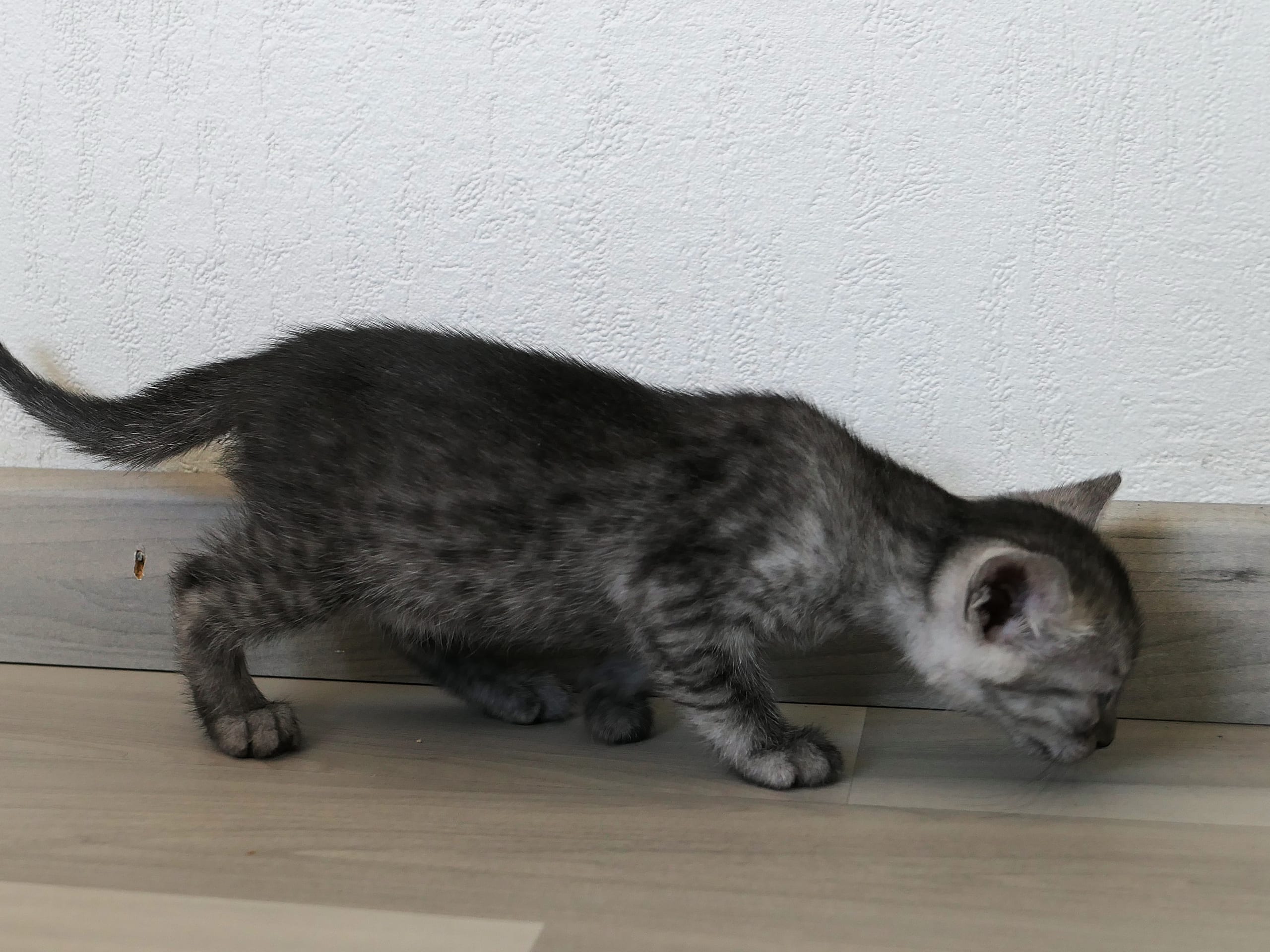 Egyptisk Mau