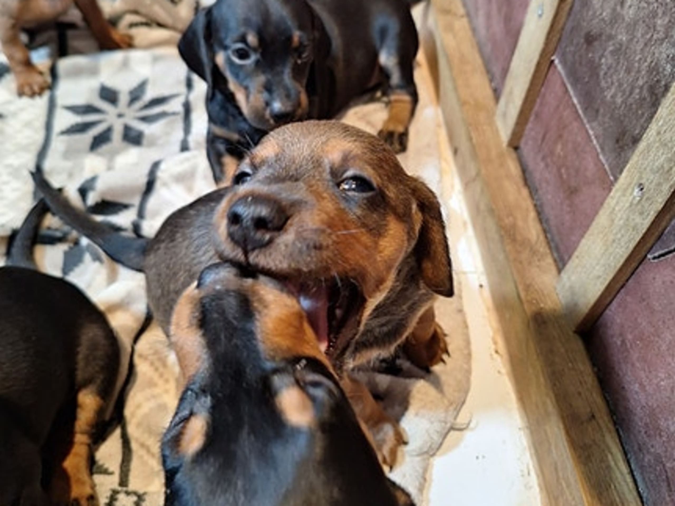 Dachshund · Helle · Rune Rasmussen