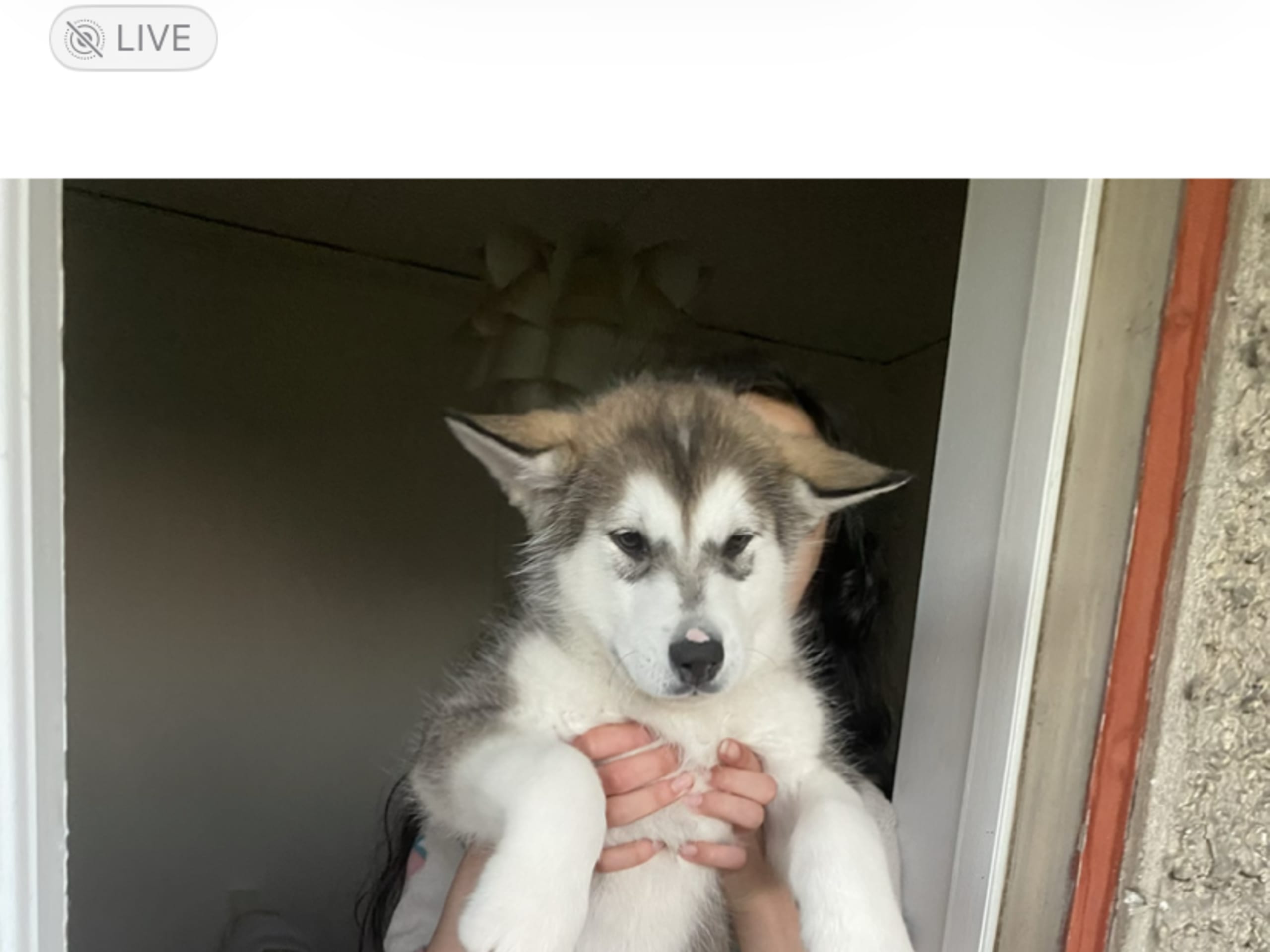 Alaskan malamute · Ankarsvik · Nabaa H.
