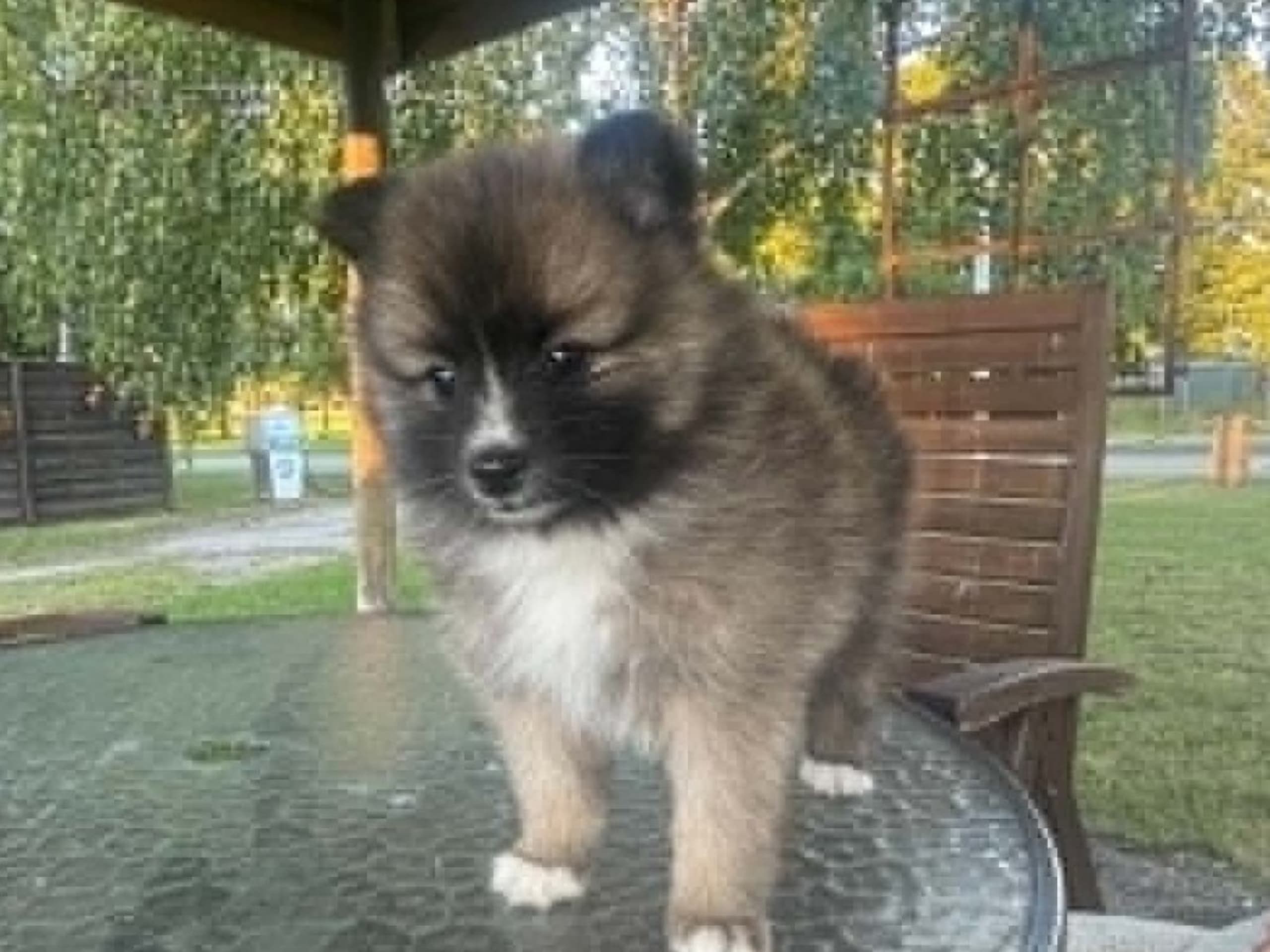 German Spitz – Mittelspitz · Harlösa · Team Draco's