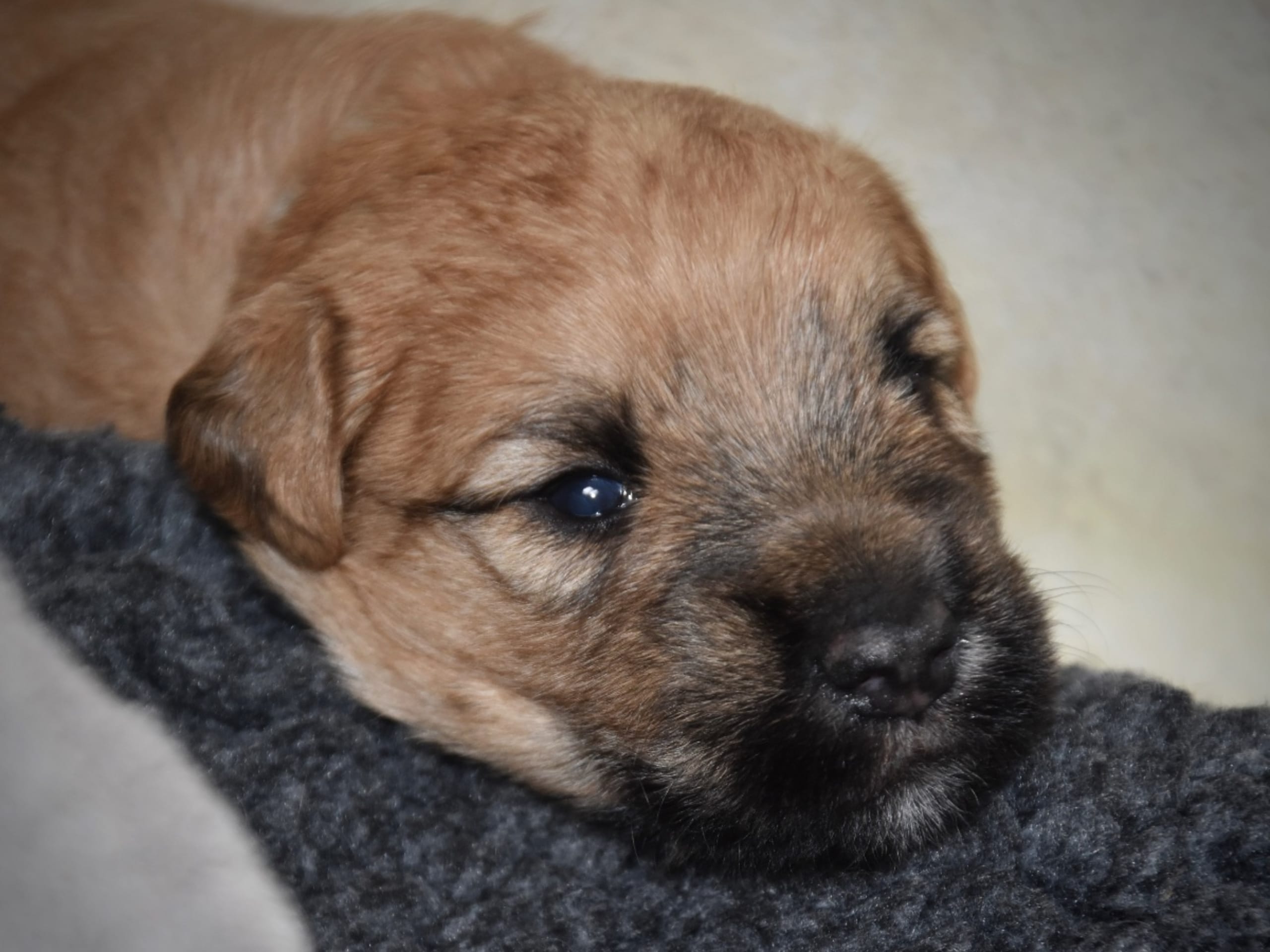 Irish Soft Coated Wheaten Terrier · Skanör · Extra's