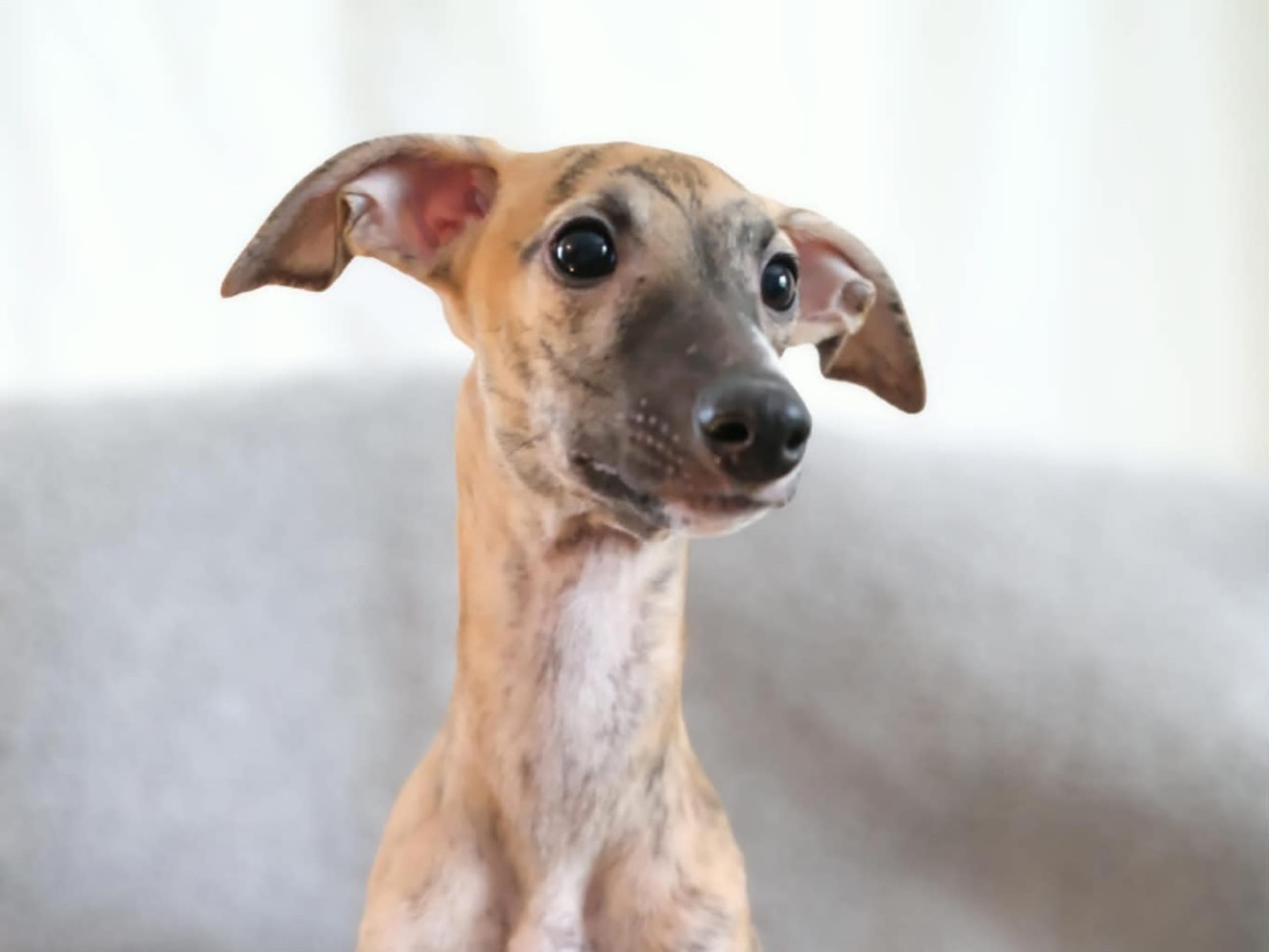 Whippet