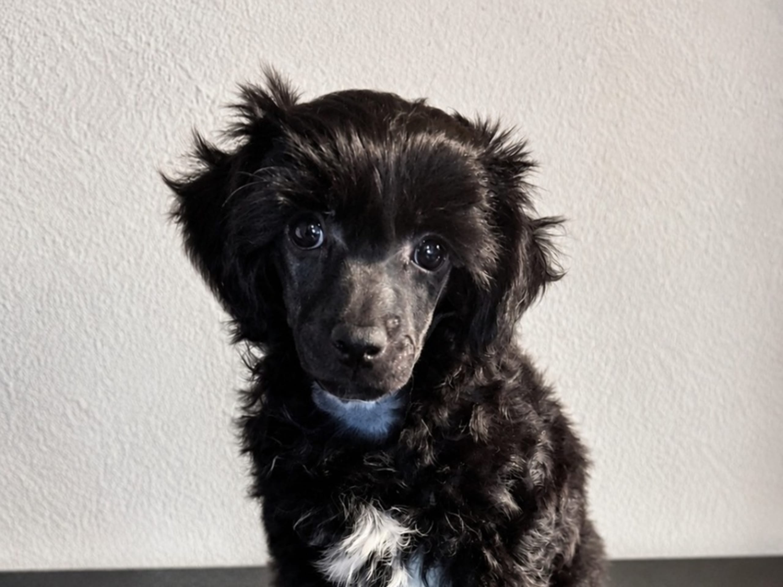 Chinese crested dog · Nordborg · Jette Hellerup Nielsen