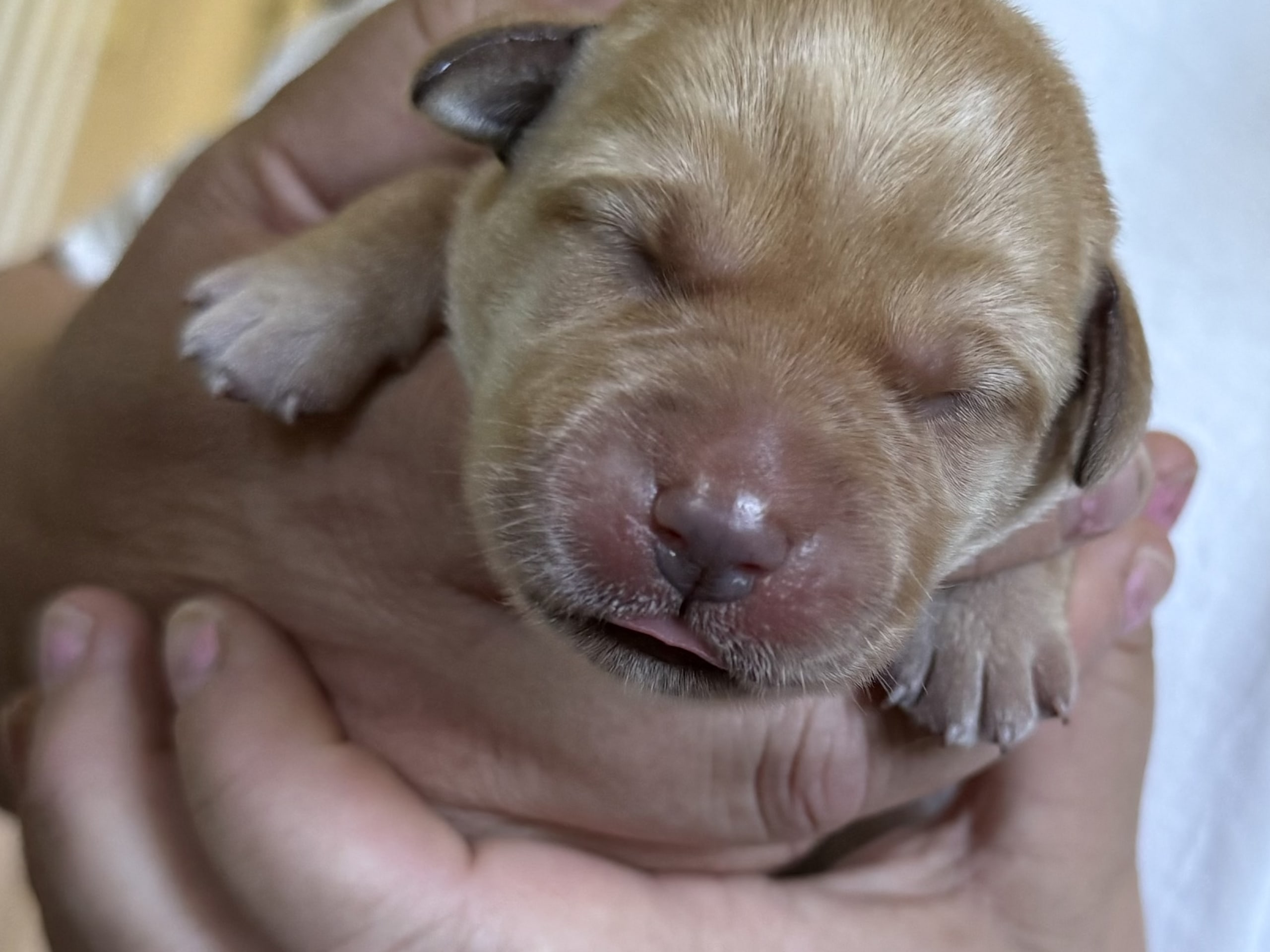 Labrador retriever
