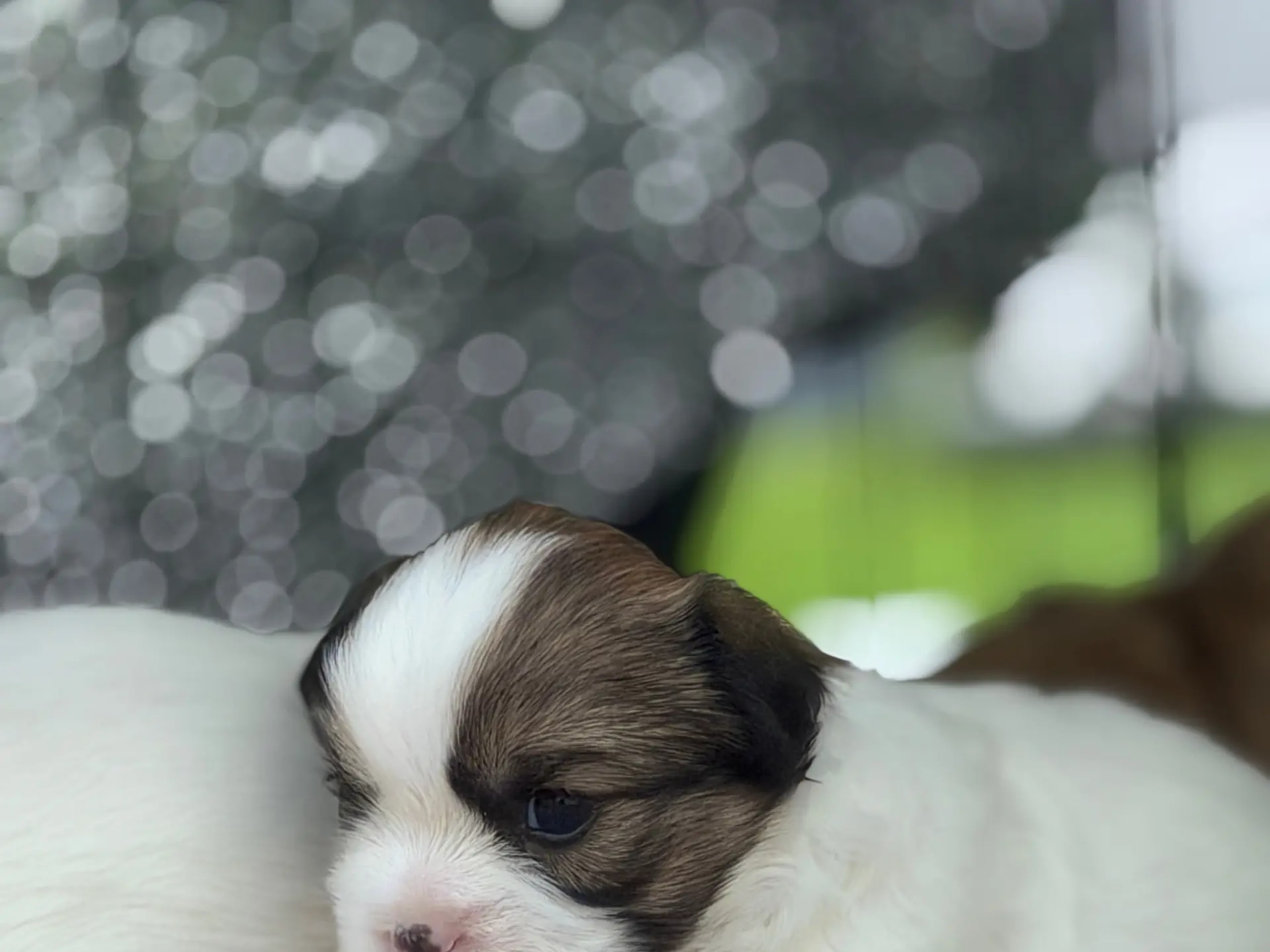 Tibetan Spaniel · Skien · Signe Cecilie Funnemark