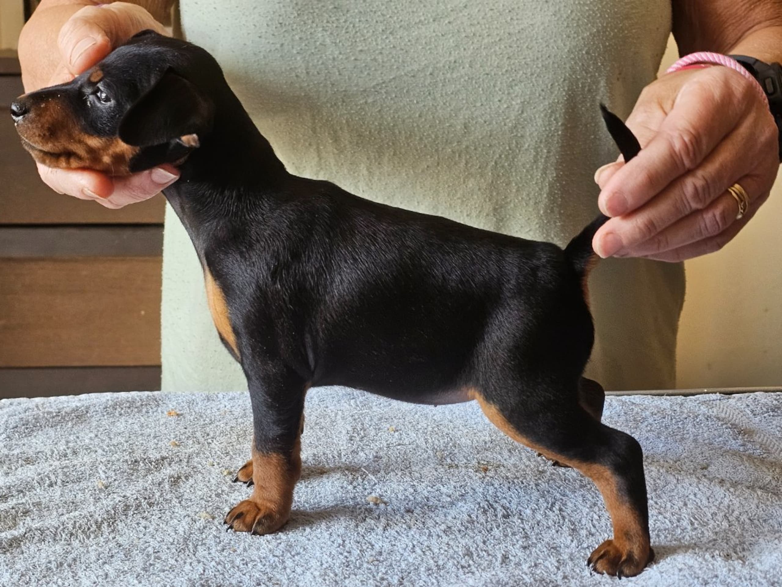 Miniature Pinscher · Linköping · Love Cox's