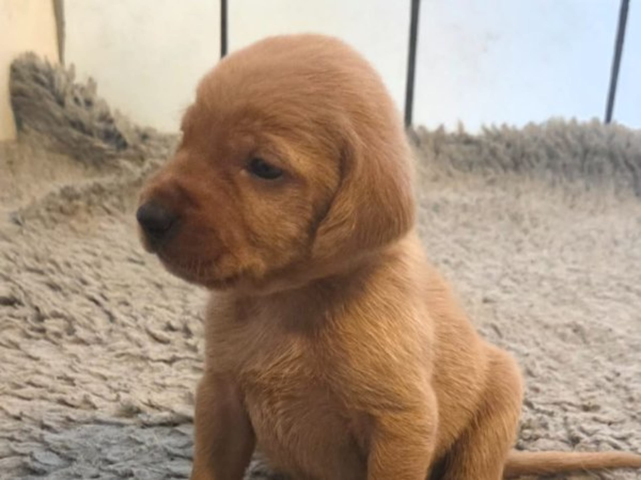 Griffon fauve de bretagne · Veddige · Bocksjöns