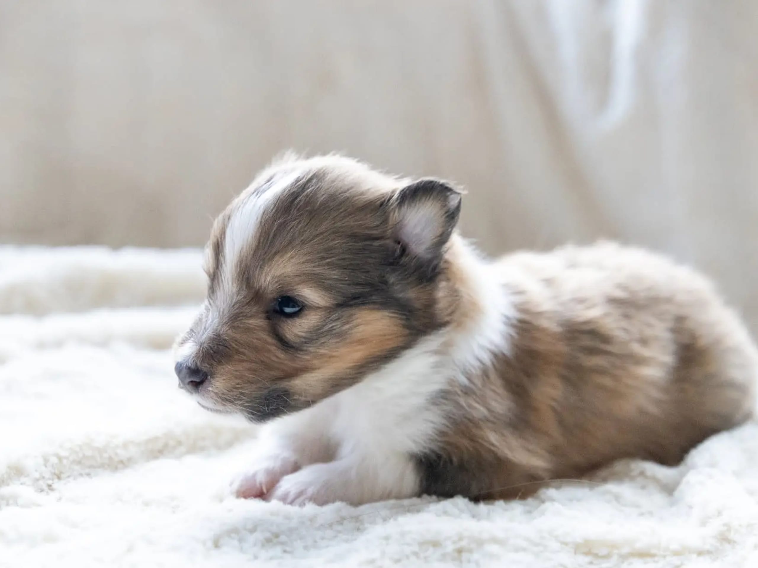 Shetland sheepdog · Oslo · Elizabeth Ann Hartmann