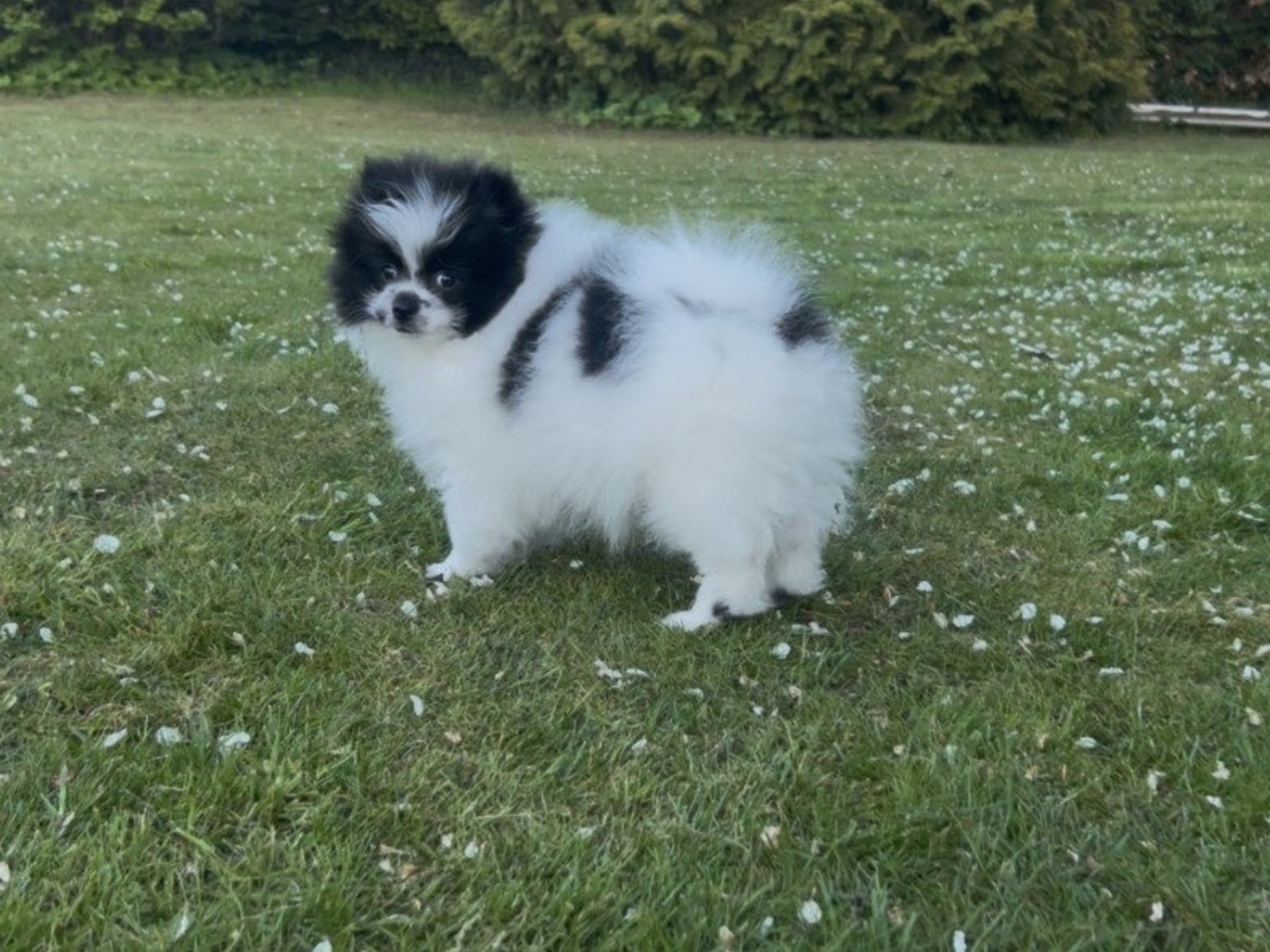 Pomeranian · Anderslöv · Hawar Hamid Hussein H.