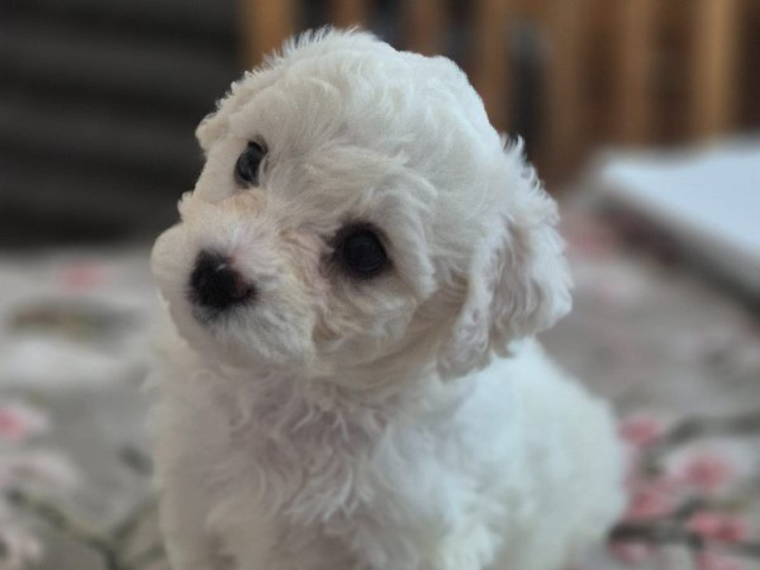 Bichon Frise · Malmö · White vision's kennel