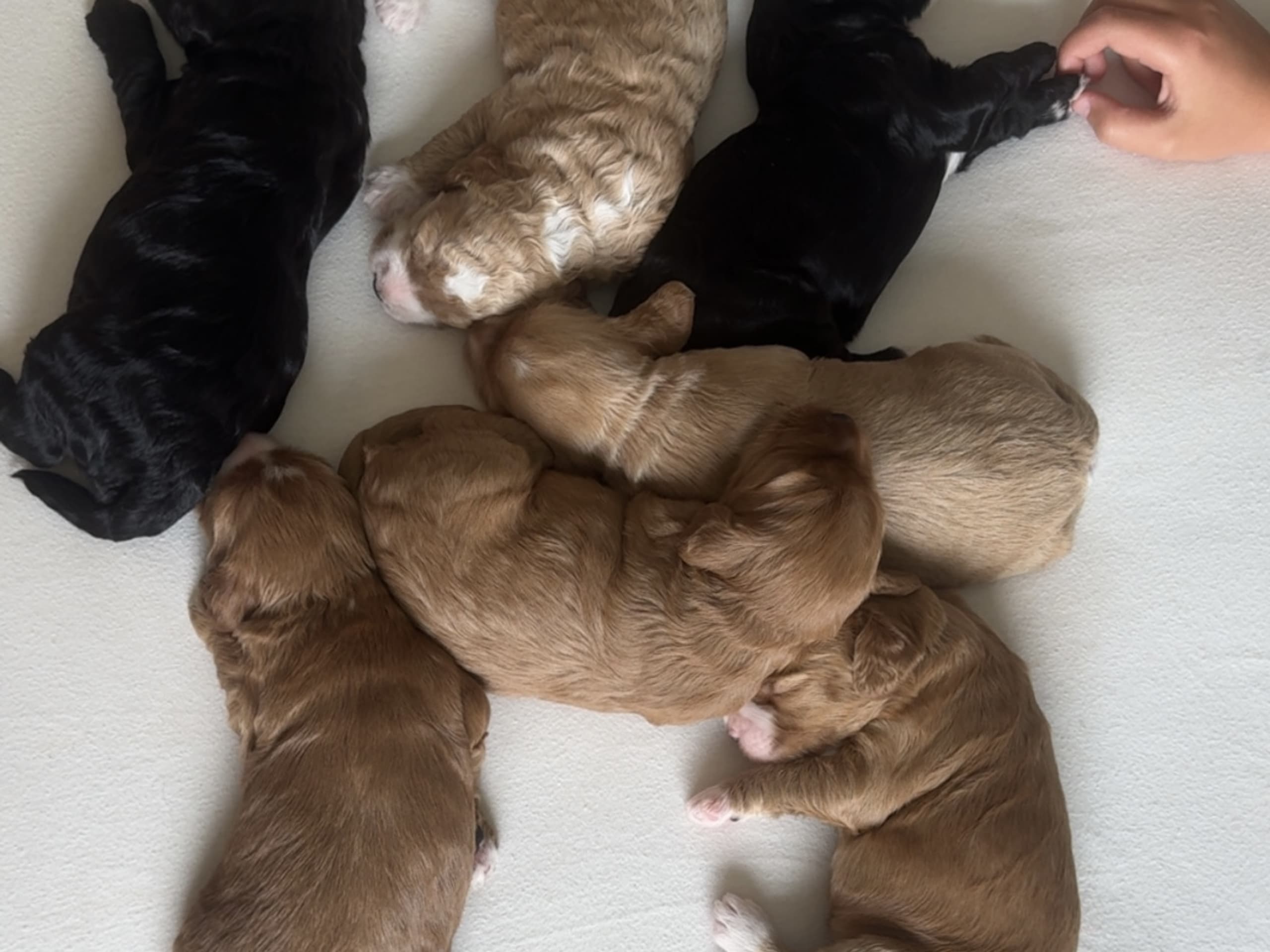 Cockapoo · Fornebu · Kaja F.