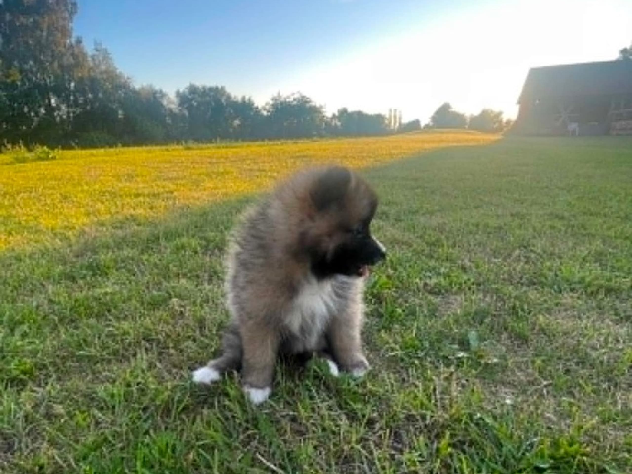 German Spitz – Mittelspitz · Harlösa · Team Draco's
