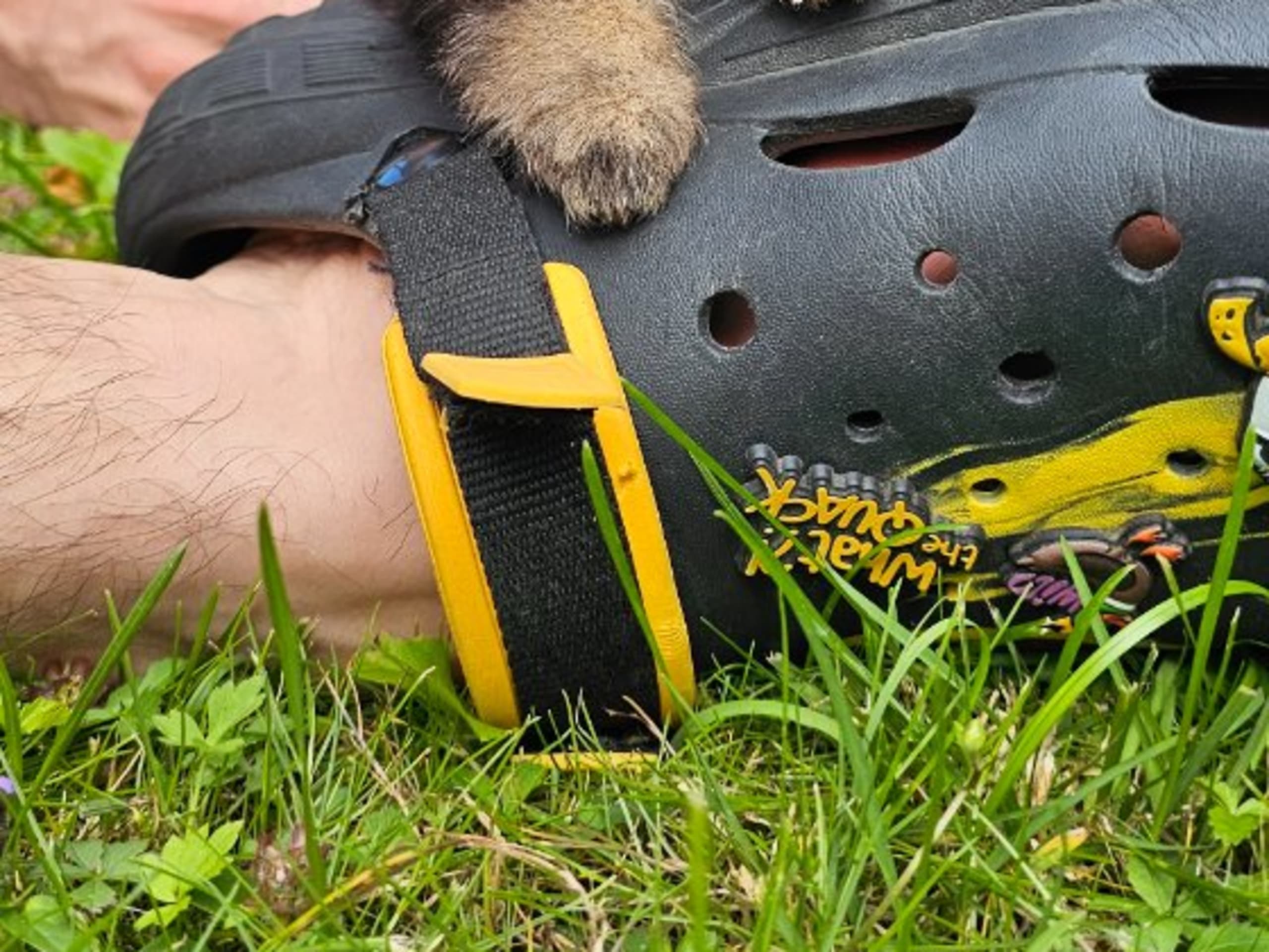 Pomeranian · Enköping · Pomsik Rakaaig