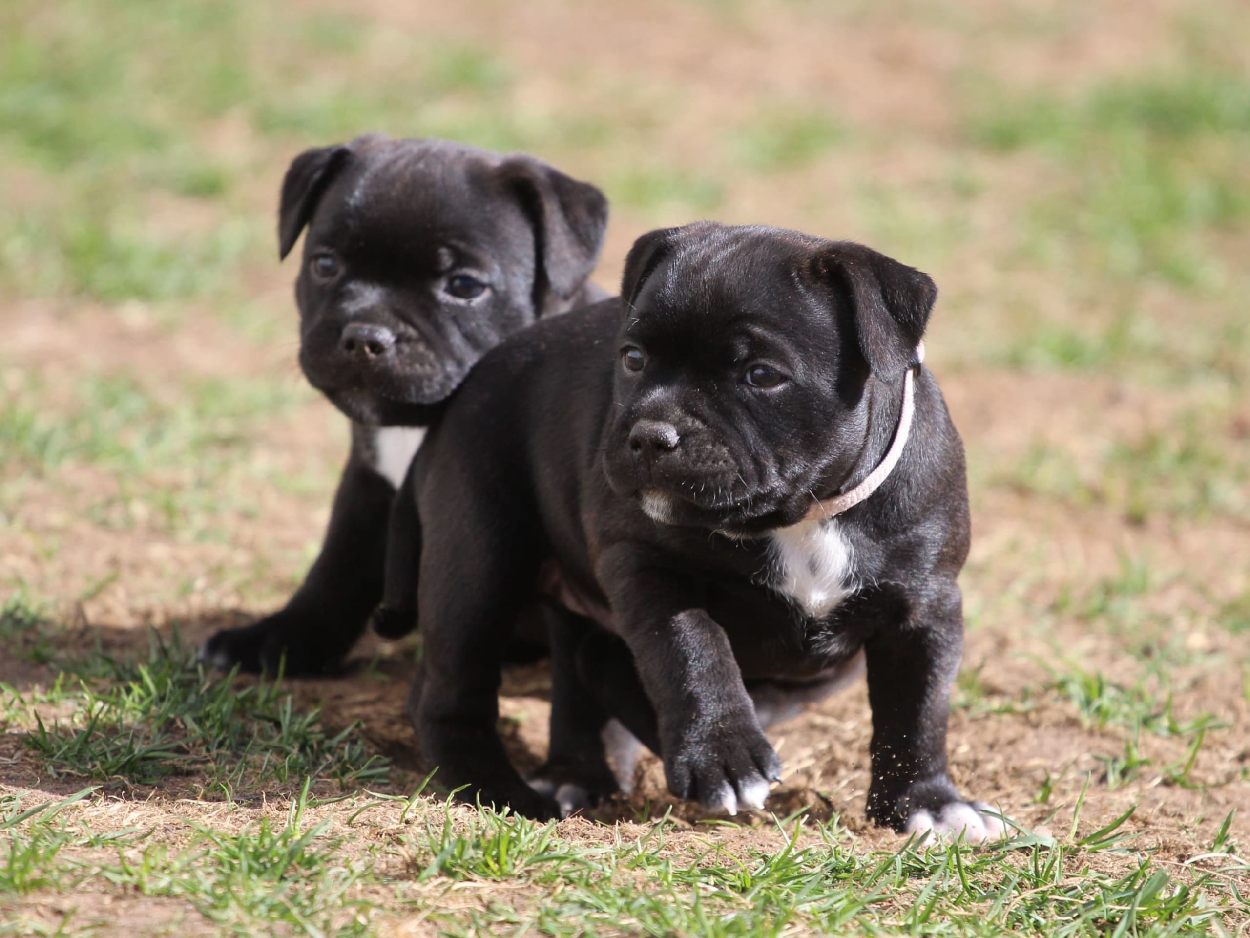 Staffordshire bull terrier