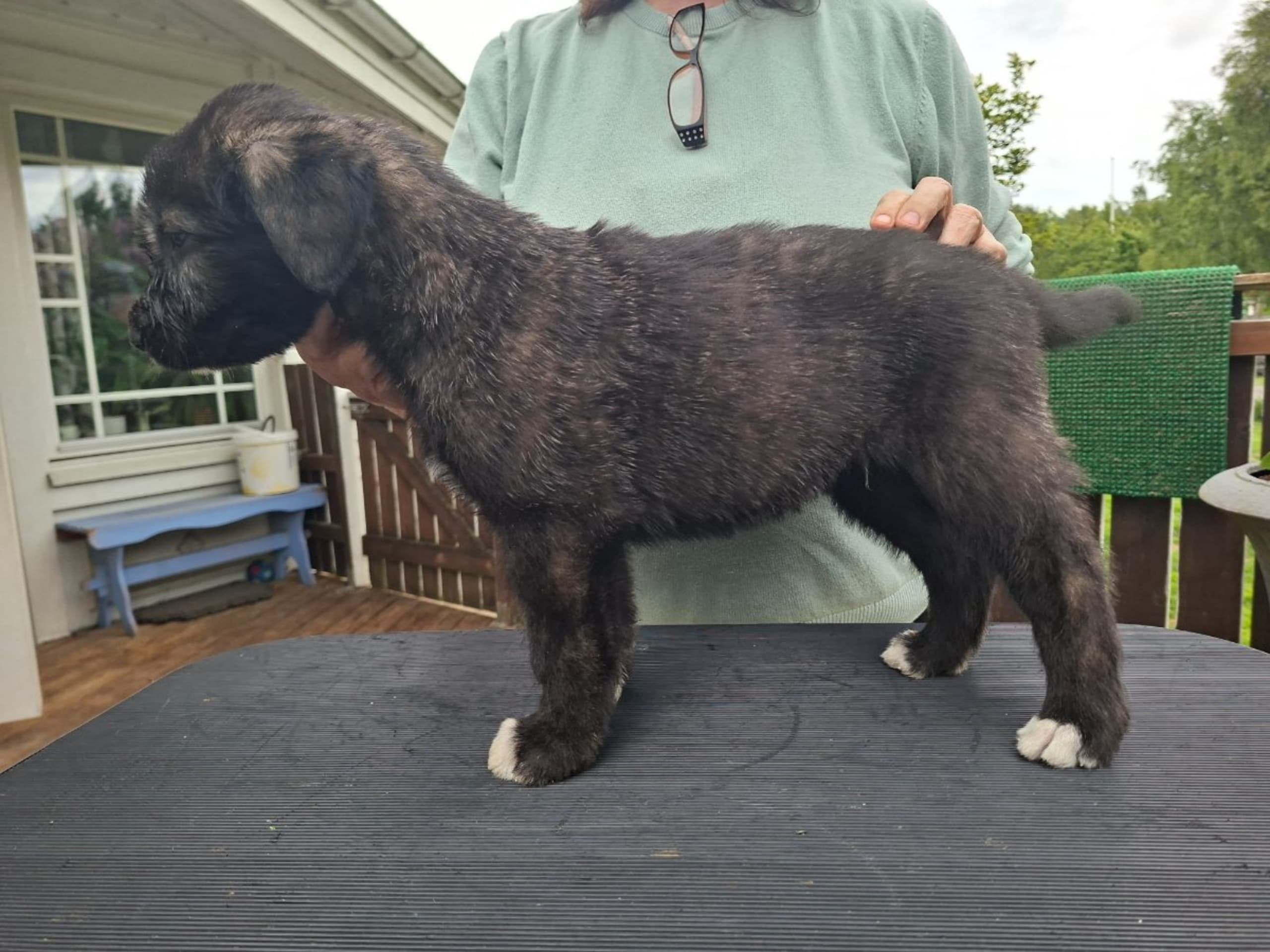 Irish Wolfhound · Åsa · Manowar