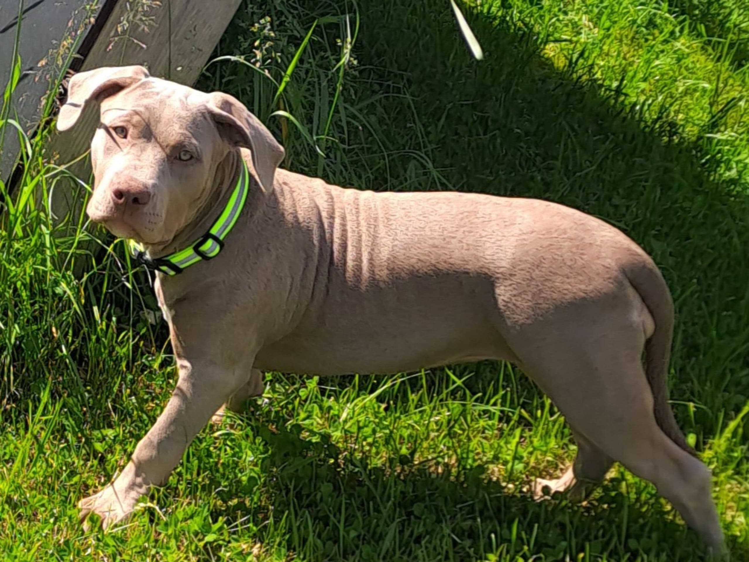 American bully · Torshälla · Privatperson