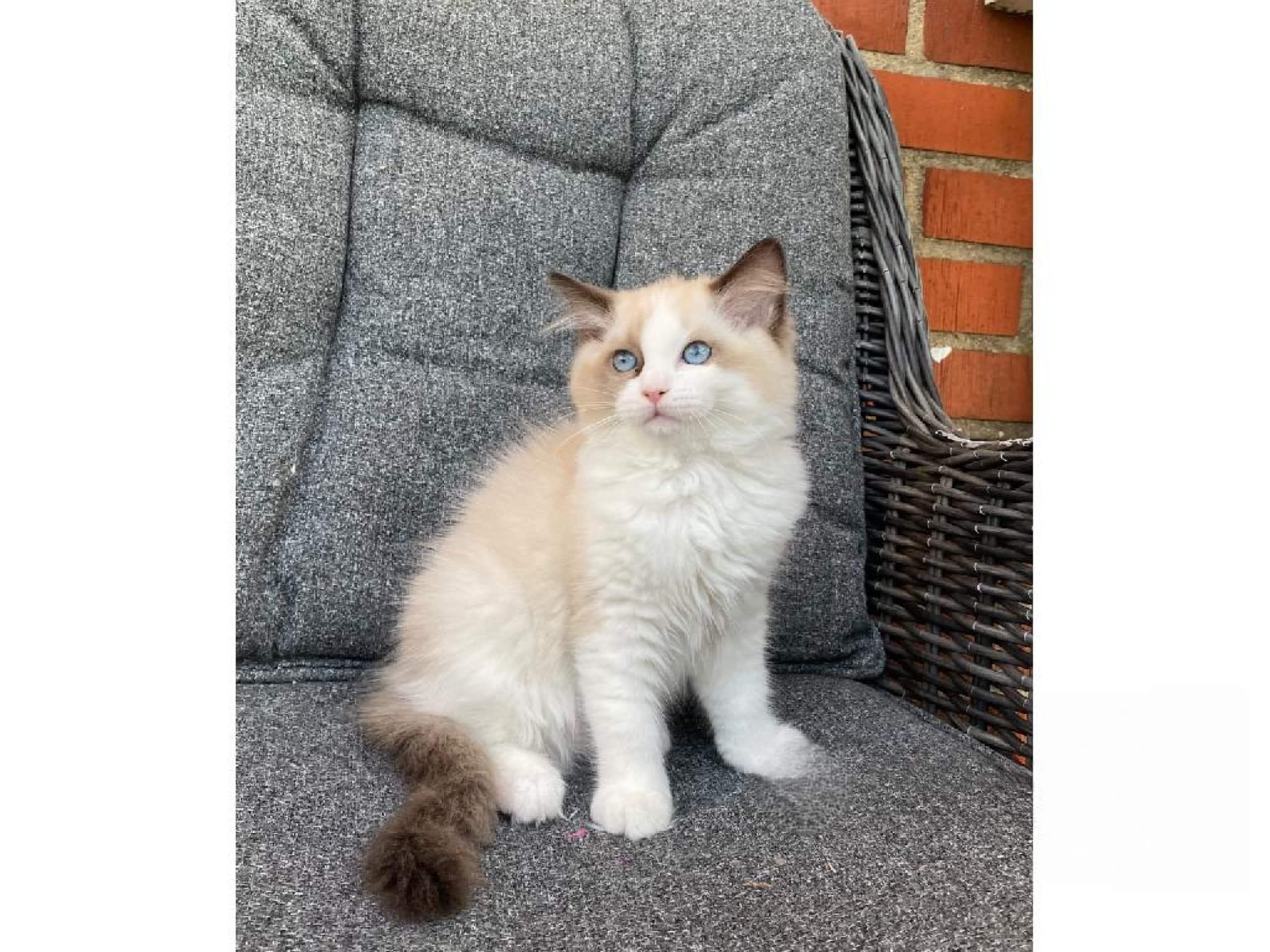 Ragdoll · Svalöv · SE*Lovella’s