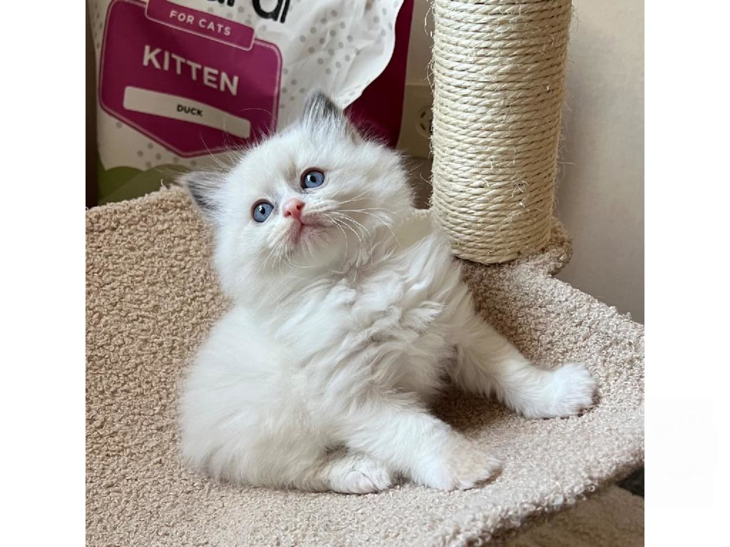 SE*Sapphire Blue Eyes